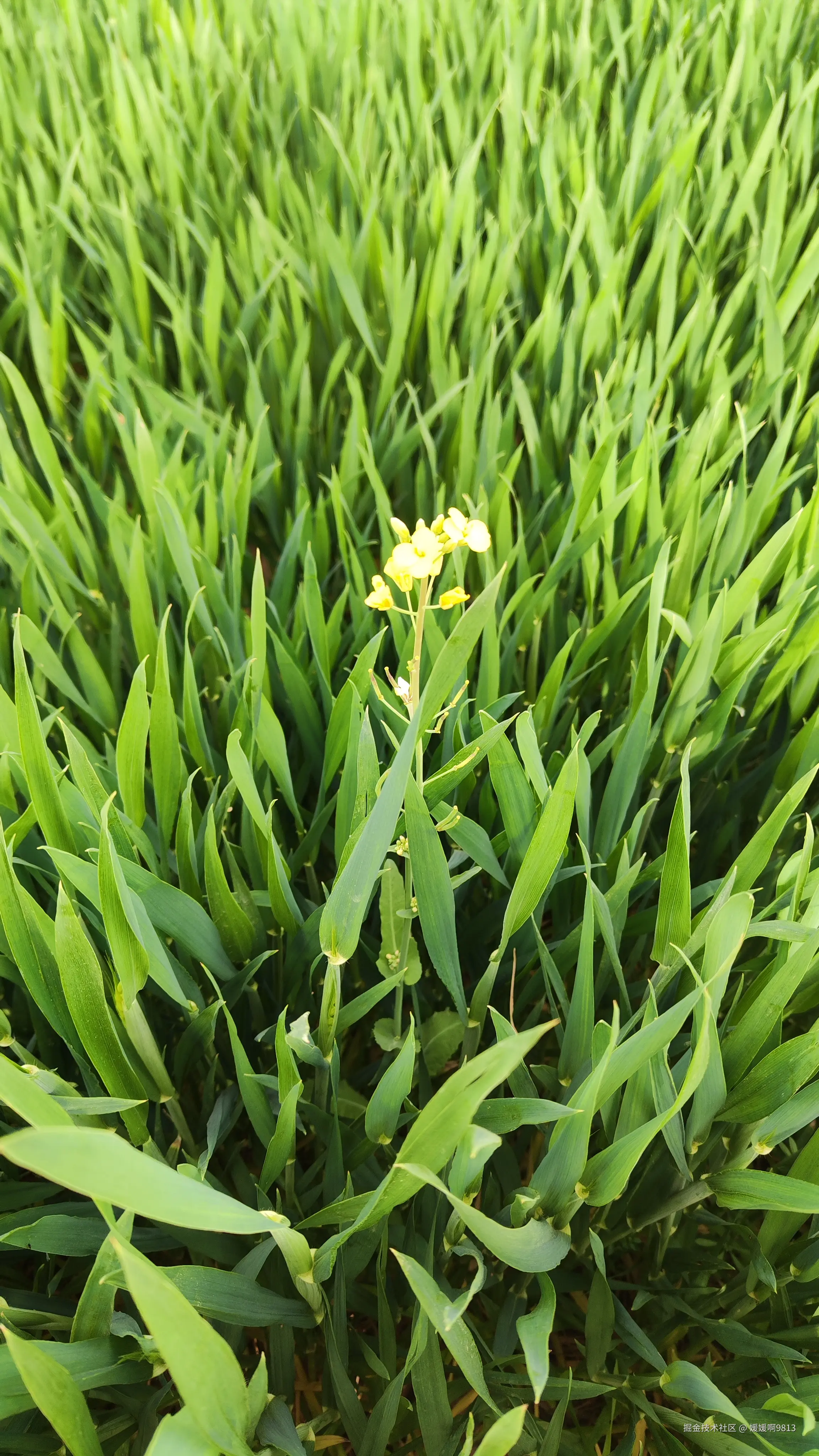 媛媛啊9813于2025-04-01 13:59发布的图片