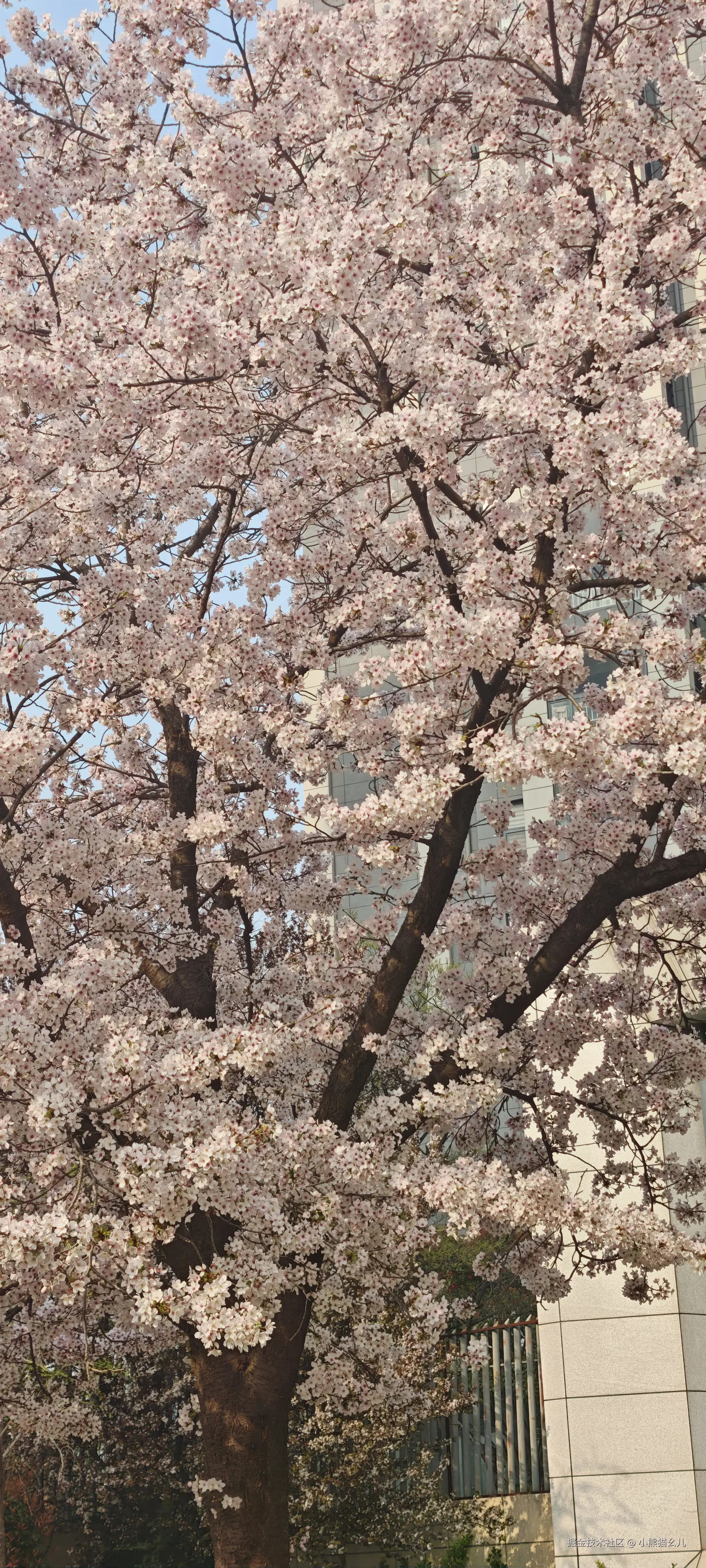 小熊猫幺儿于2026-03-29 14:54发布的图片