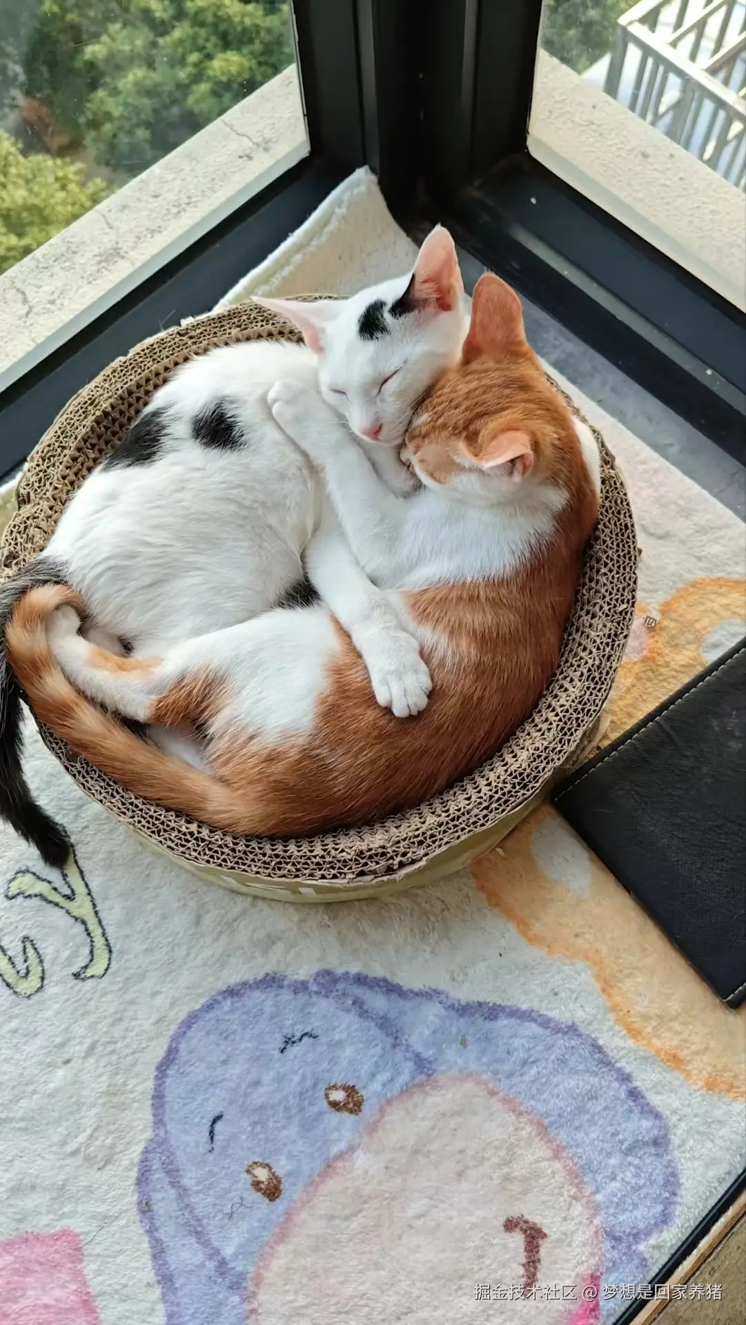 梦想是回家养猪于2024-11-19 16:57发布的图片