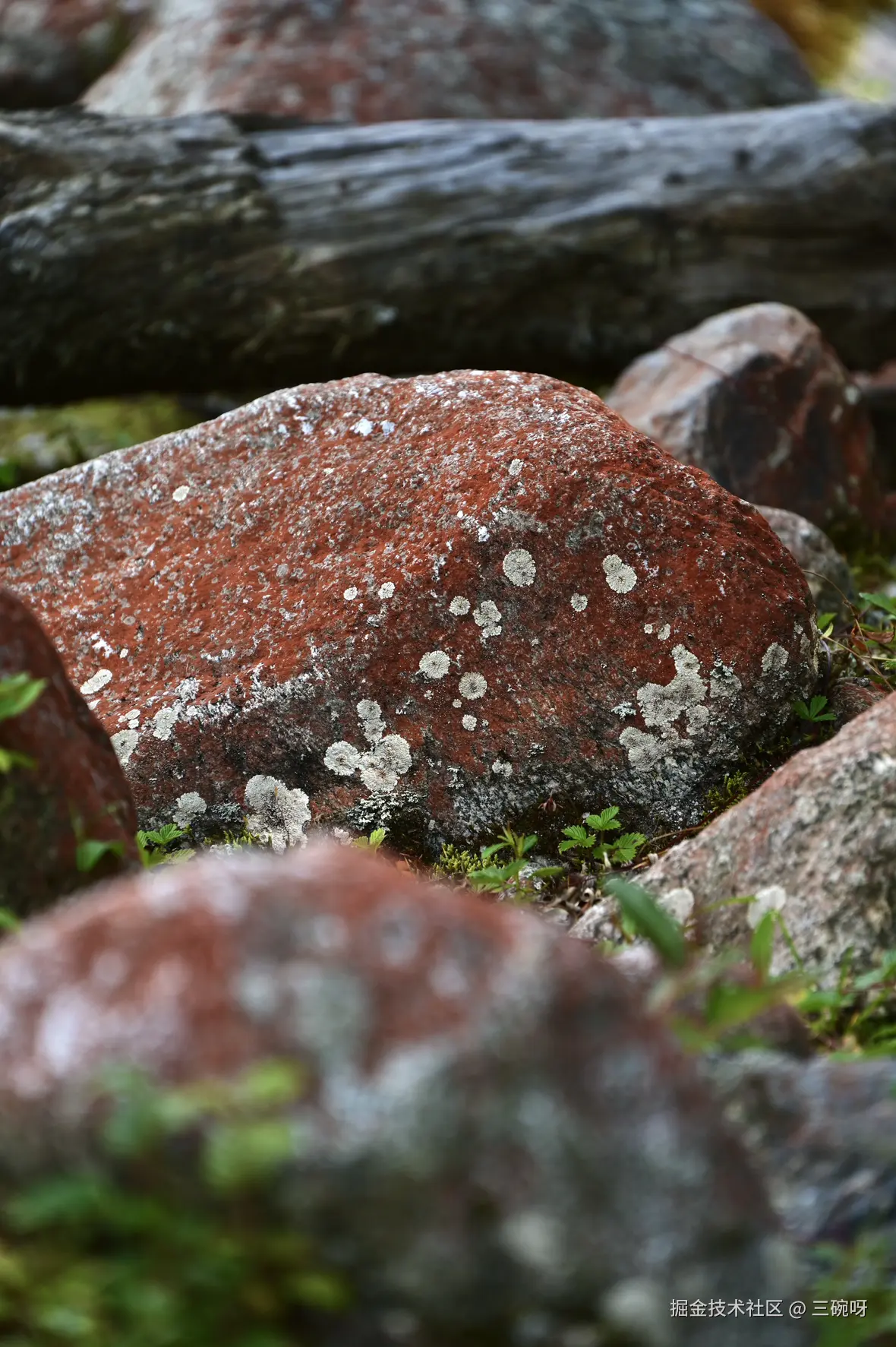 三碗呀于2025-08-04 10:26发布的图片