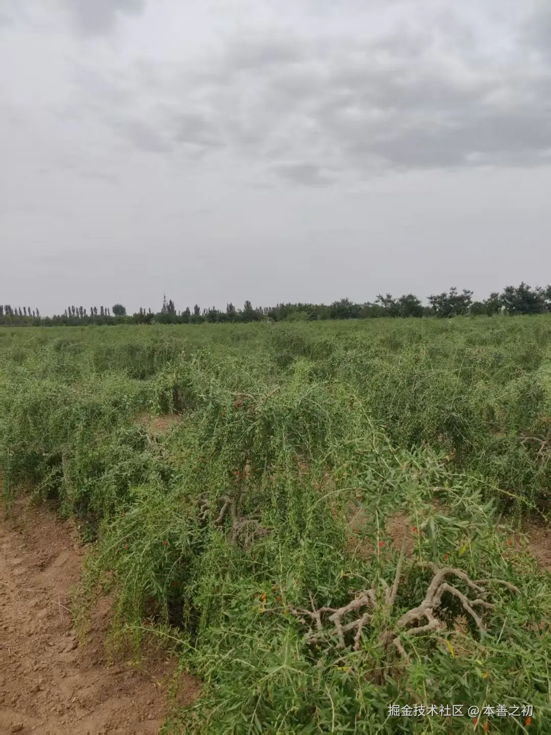 本善之初于2025-06-13 16:10发布的图片