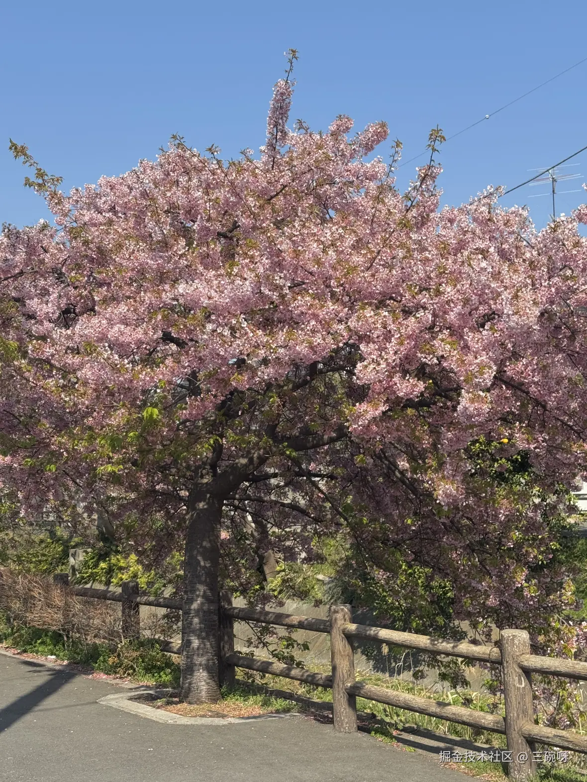 三碗呀于2025-04-02 11:03发布的图片