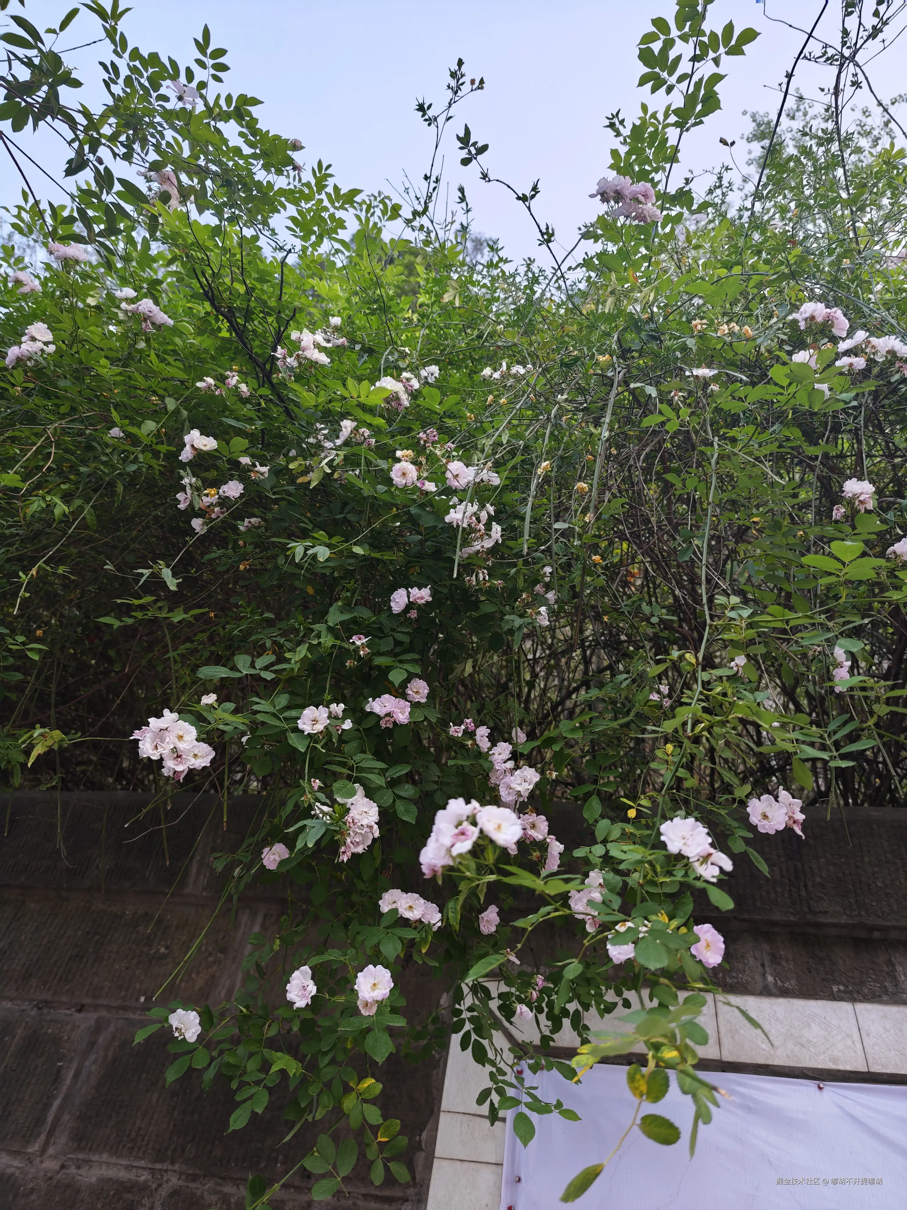 哪胡不开提哪胡于2025-04-30 08:52发布的图片