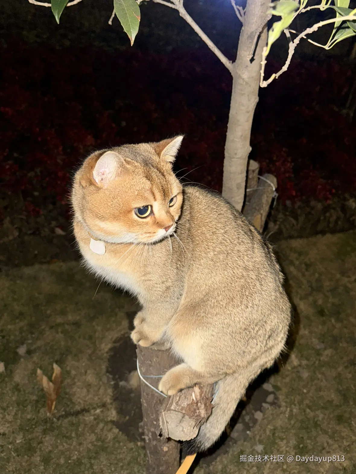 Daydayup813于2025-01-03 11:39发布的图片