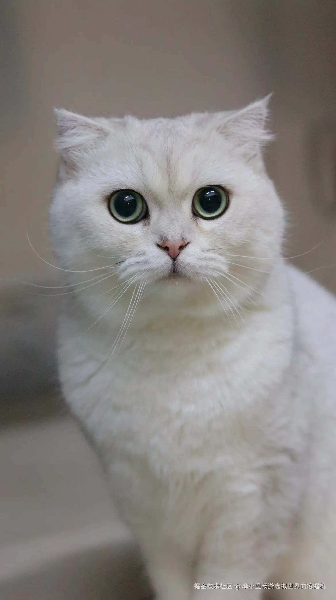 柳小里畅游虚拟世界的挖掘机于2025-11-18 16:34发布的图片