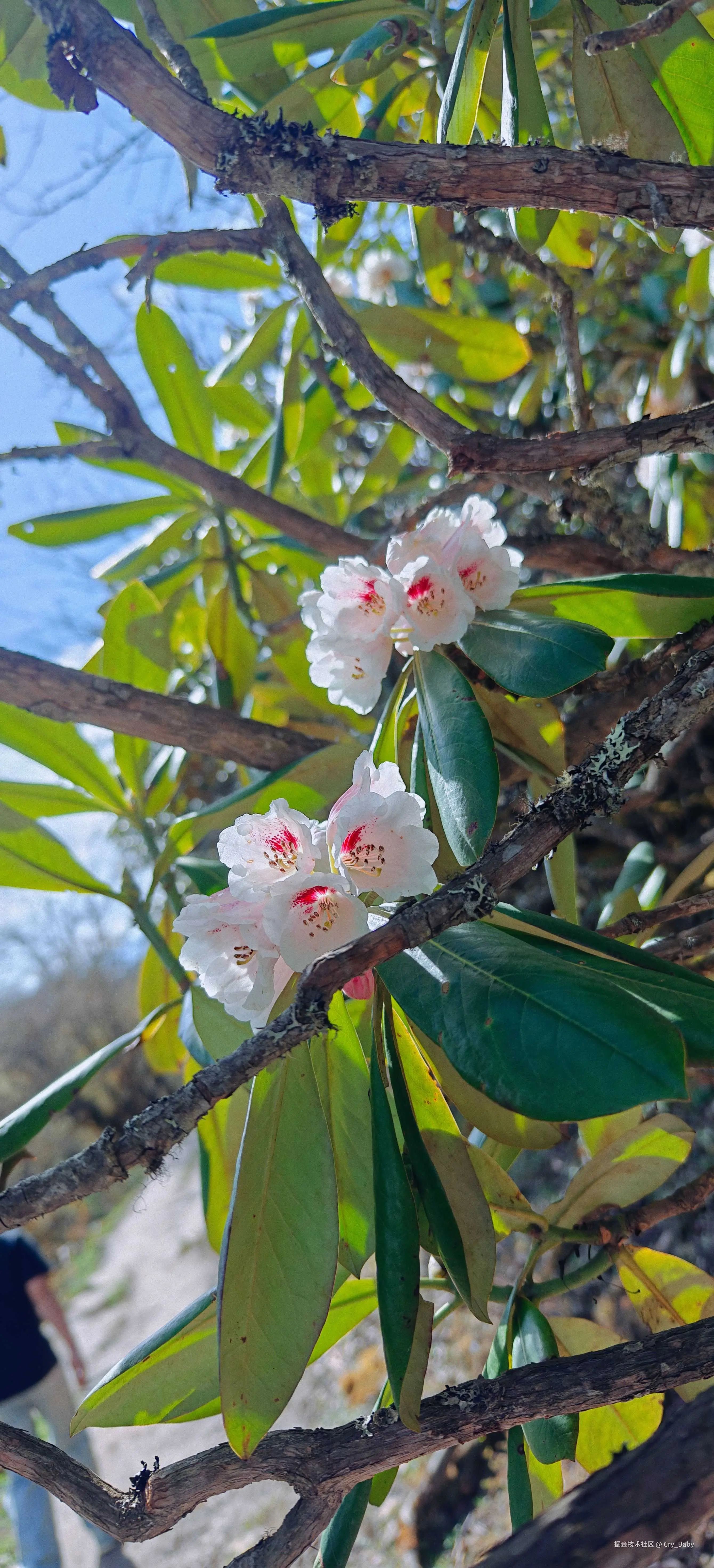 Cry_Baby于2025-05-19 14:47发布的图片