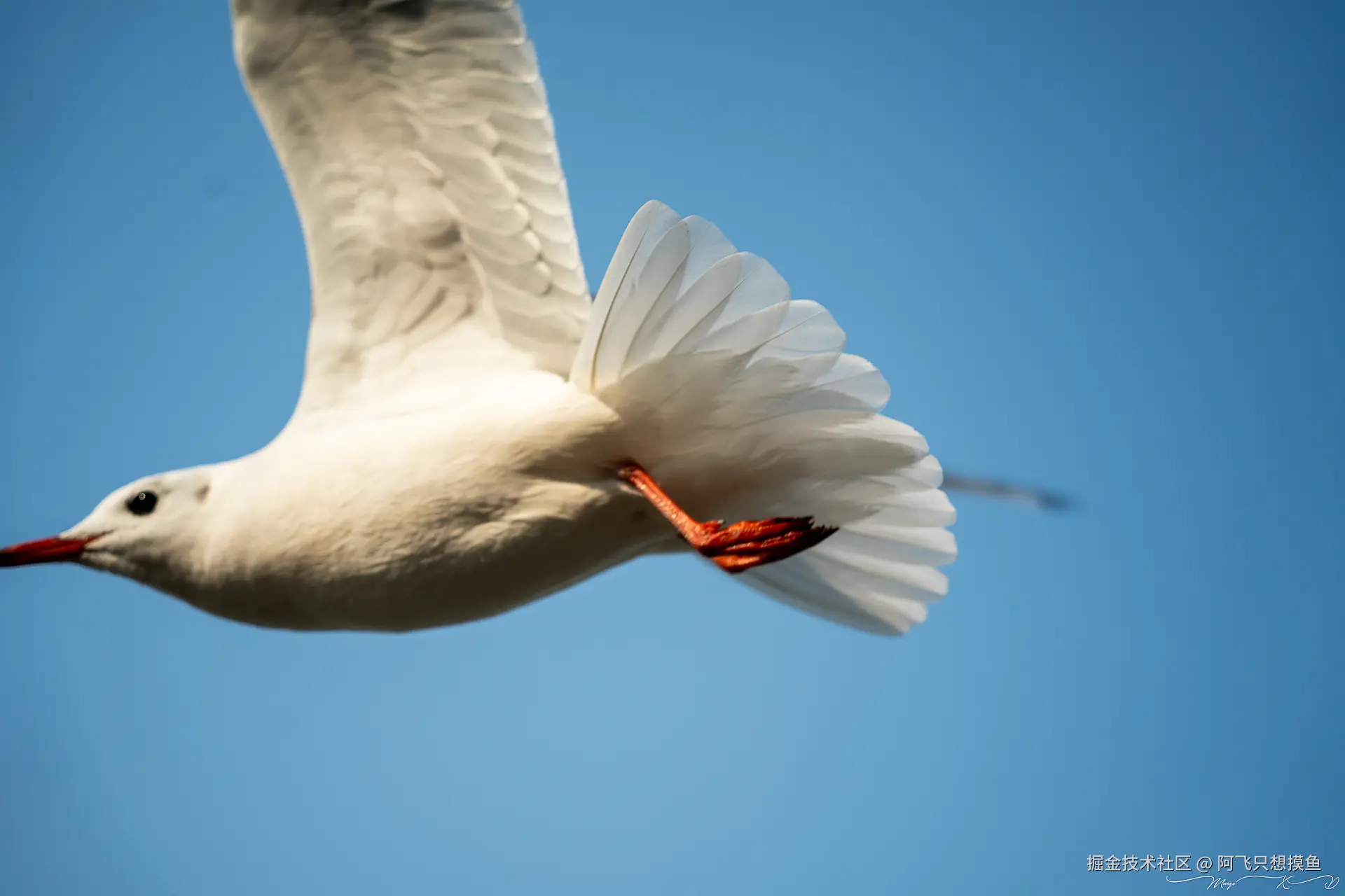 阿飞只想摸鱼于2024-12-20 02:23发布的图片