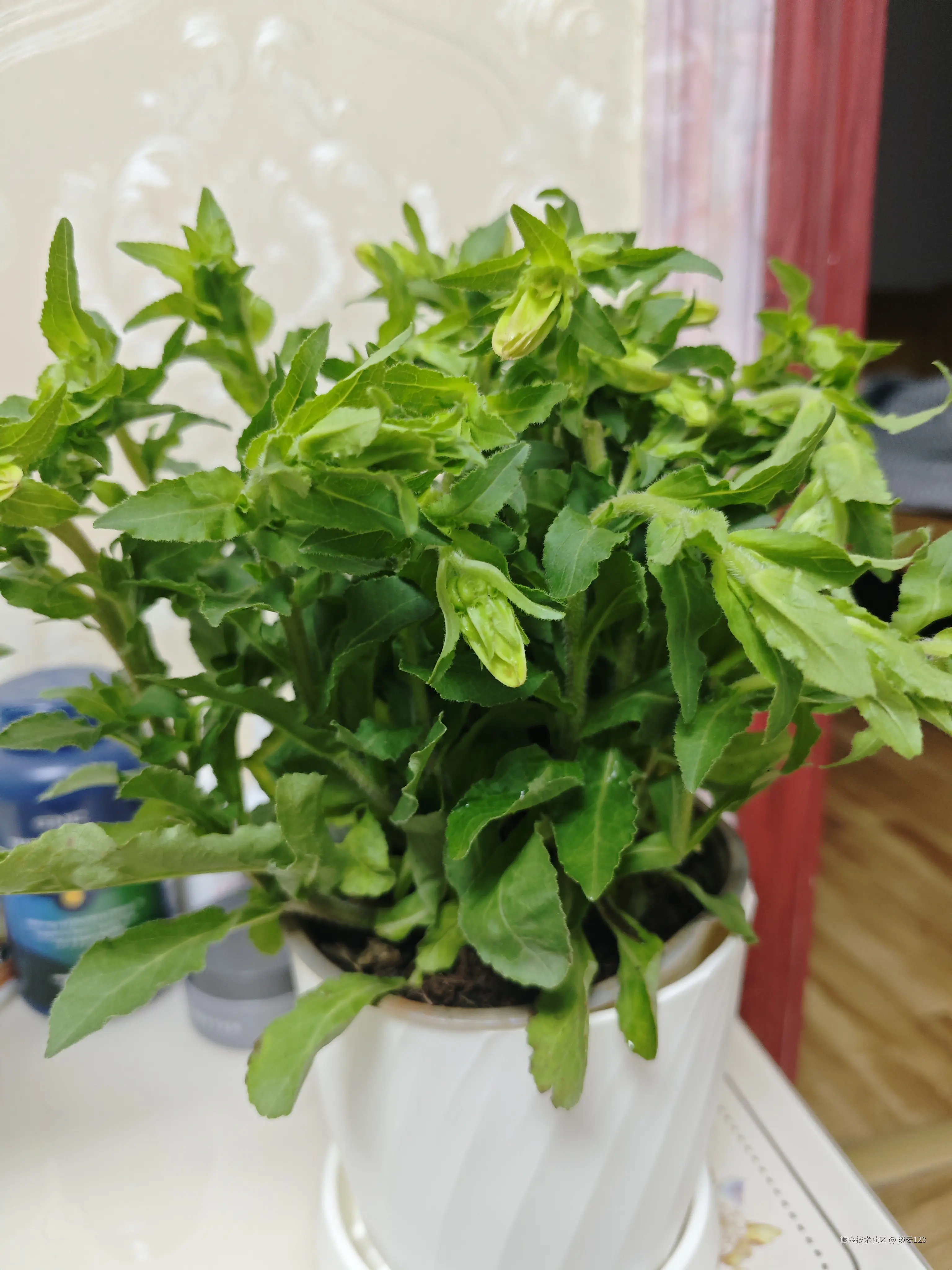 淡云123于2025-03-31 08:43发布的图片