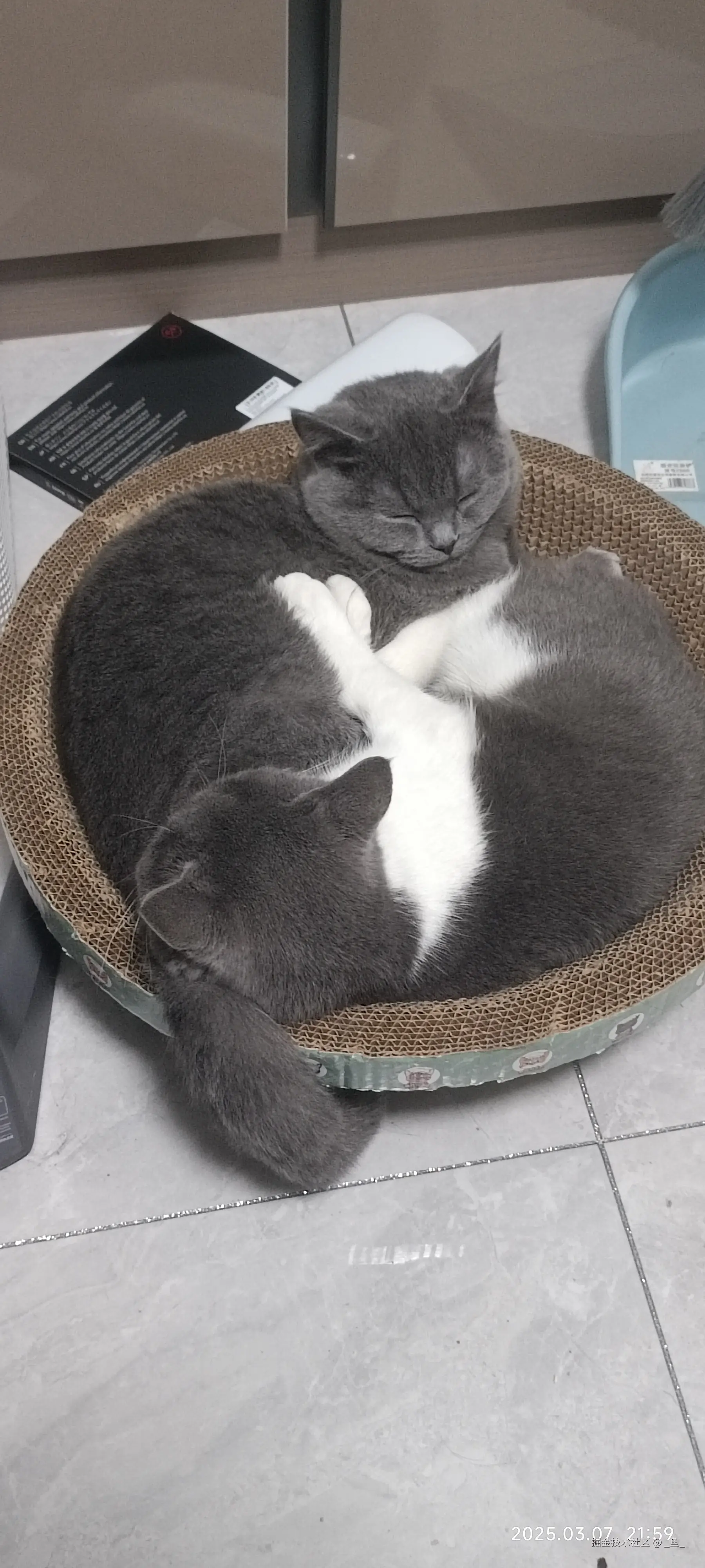 _鱼_于2025-04-14 09:18发布的图片