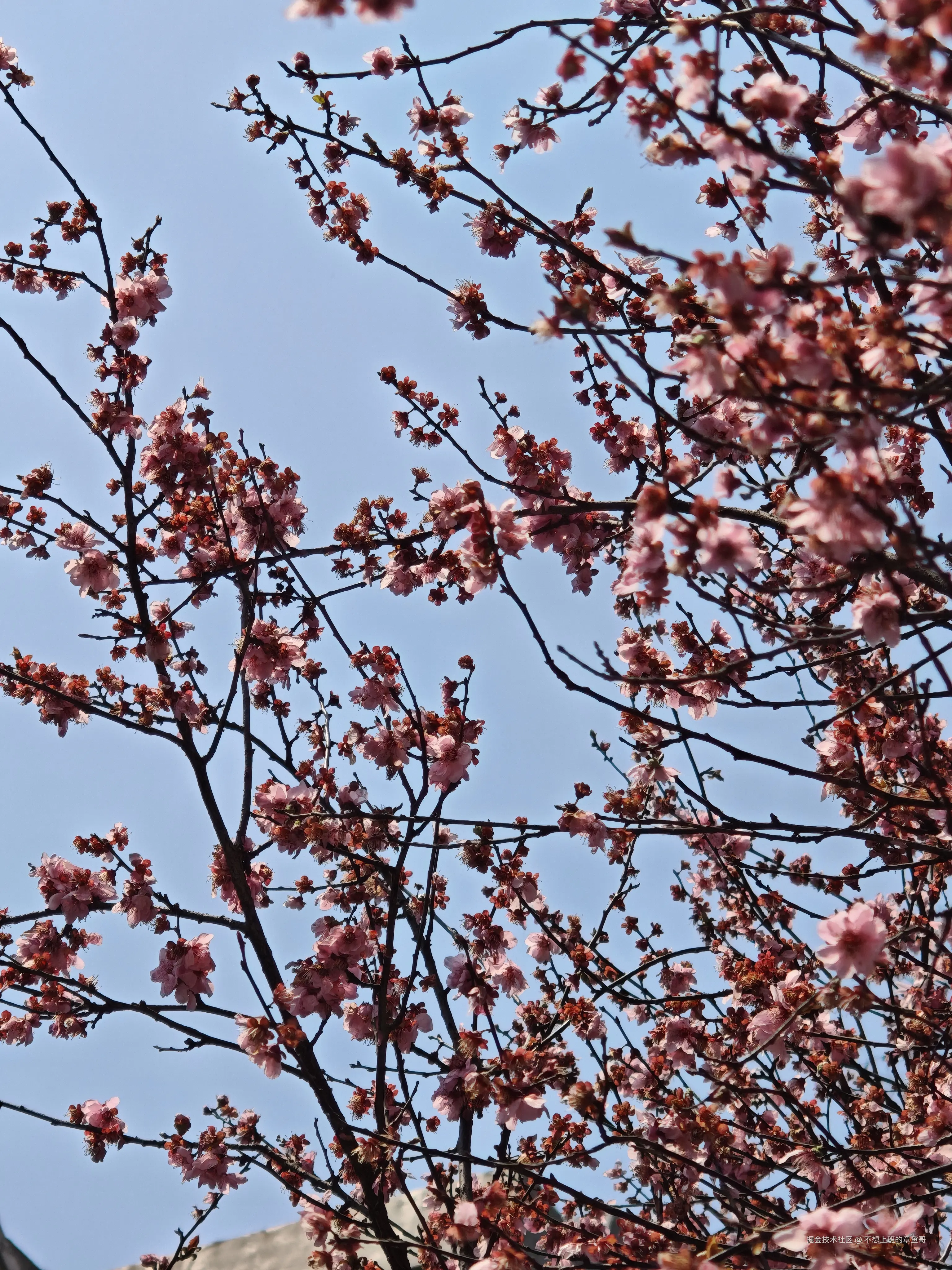 不想上班的章鱼哥于2025-03-21 15:03发布的图片