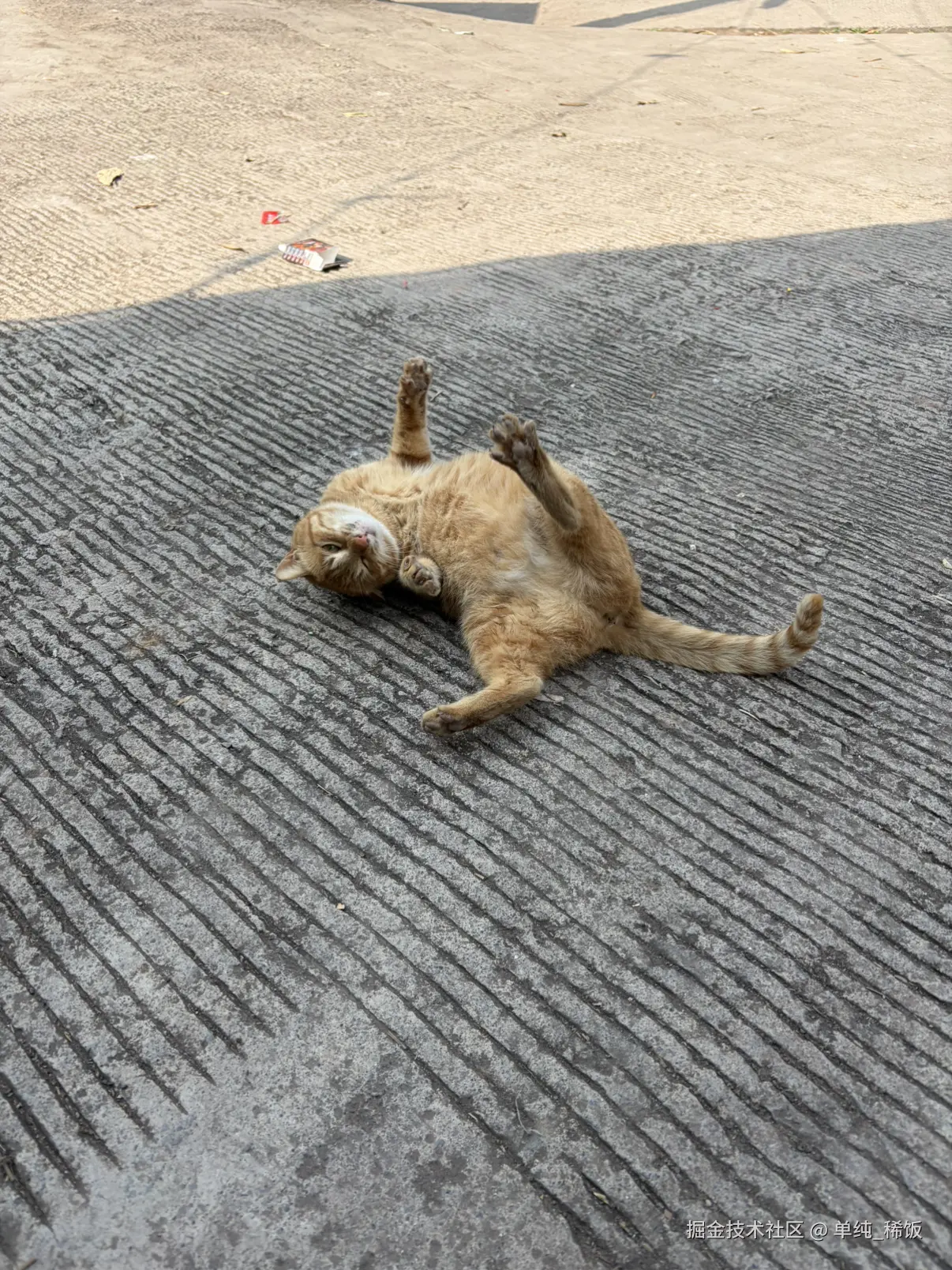 单纯_稀饭于2026-02-26 12:00发布的图片