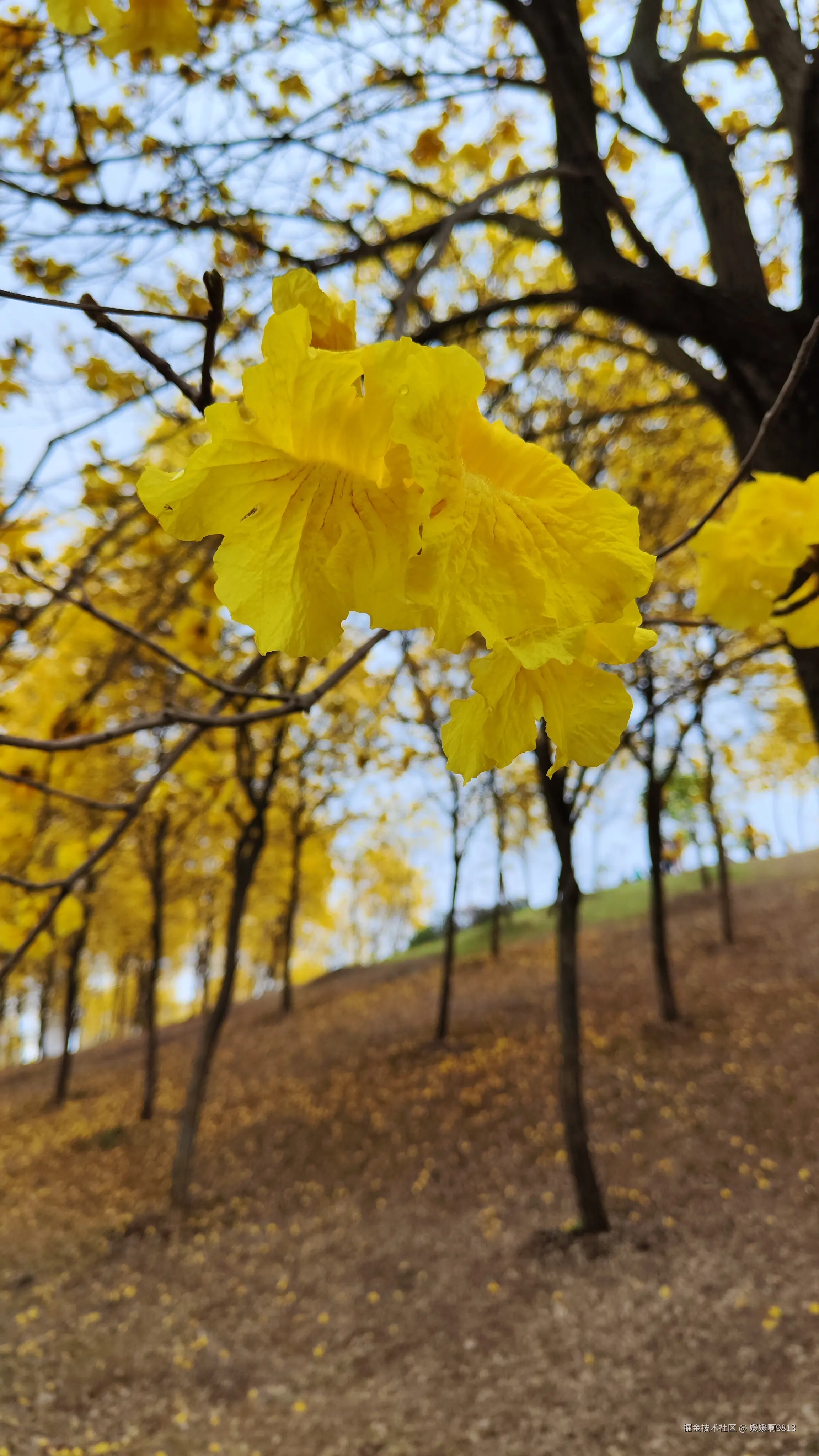 媛媛啊9813于2025-03-16 04:30发布的图片