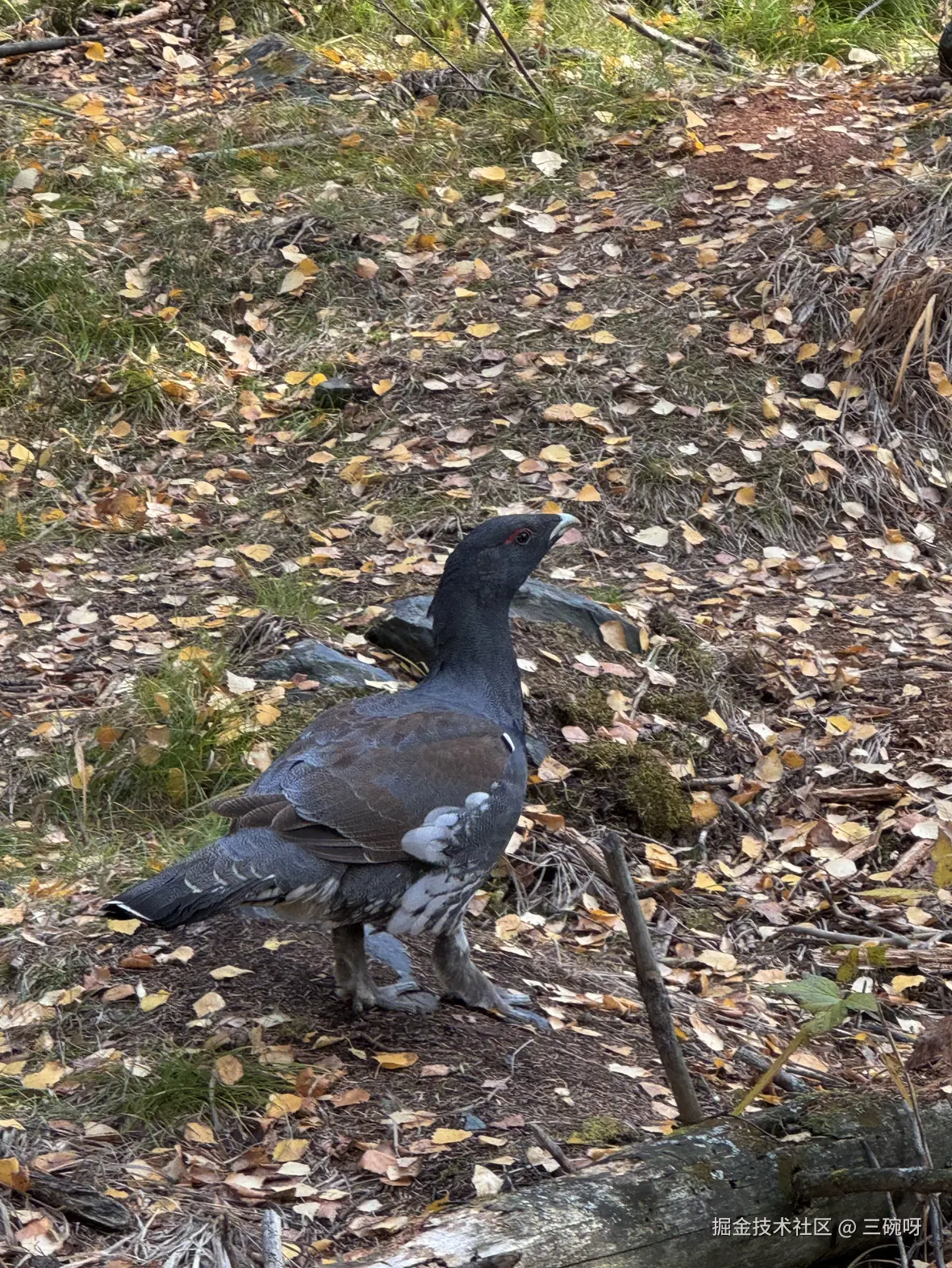 三碗呀于2025-10-22 13:55发布的图片