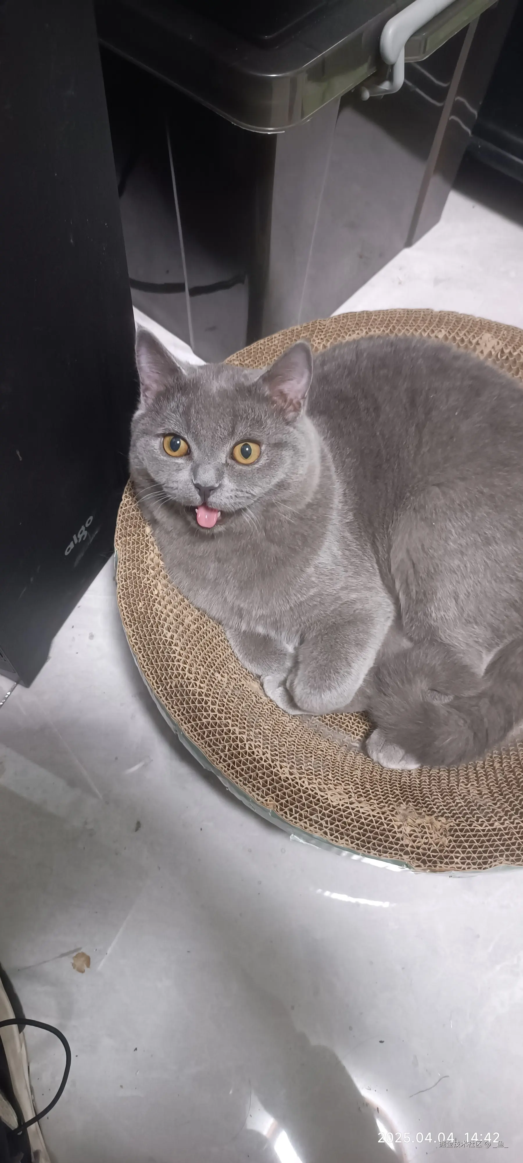 _鱼_于2025-04-14 09:18发布的图片