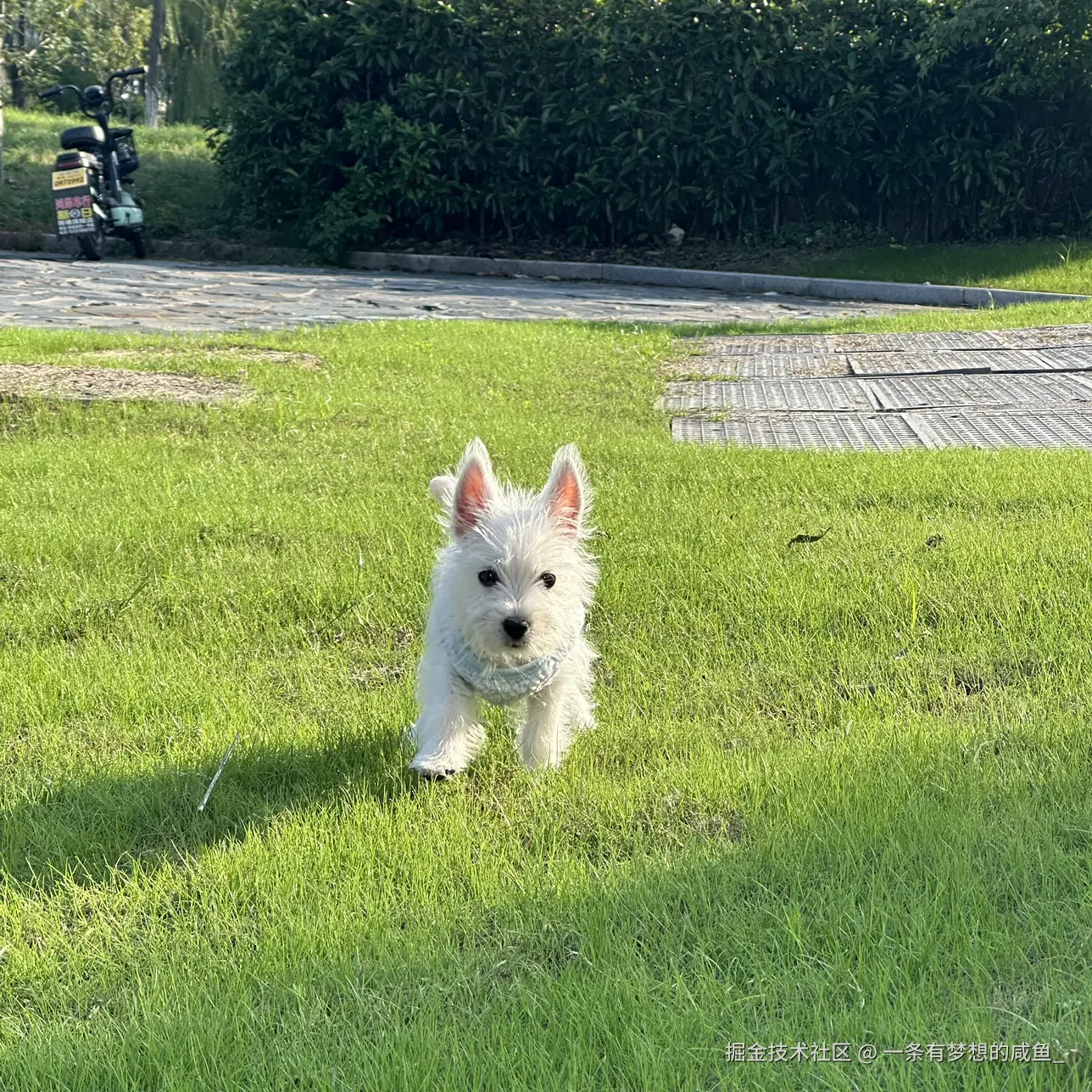 一条有梦想的咸鱼_于2024-11-08 17:24发布的图片