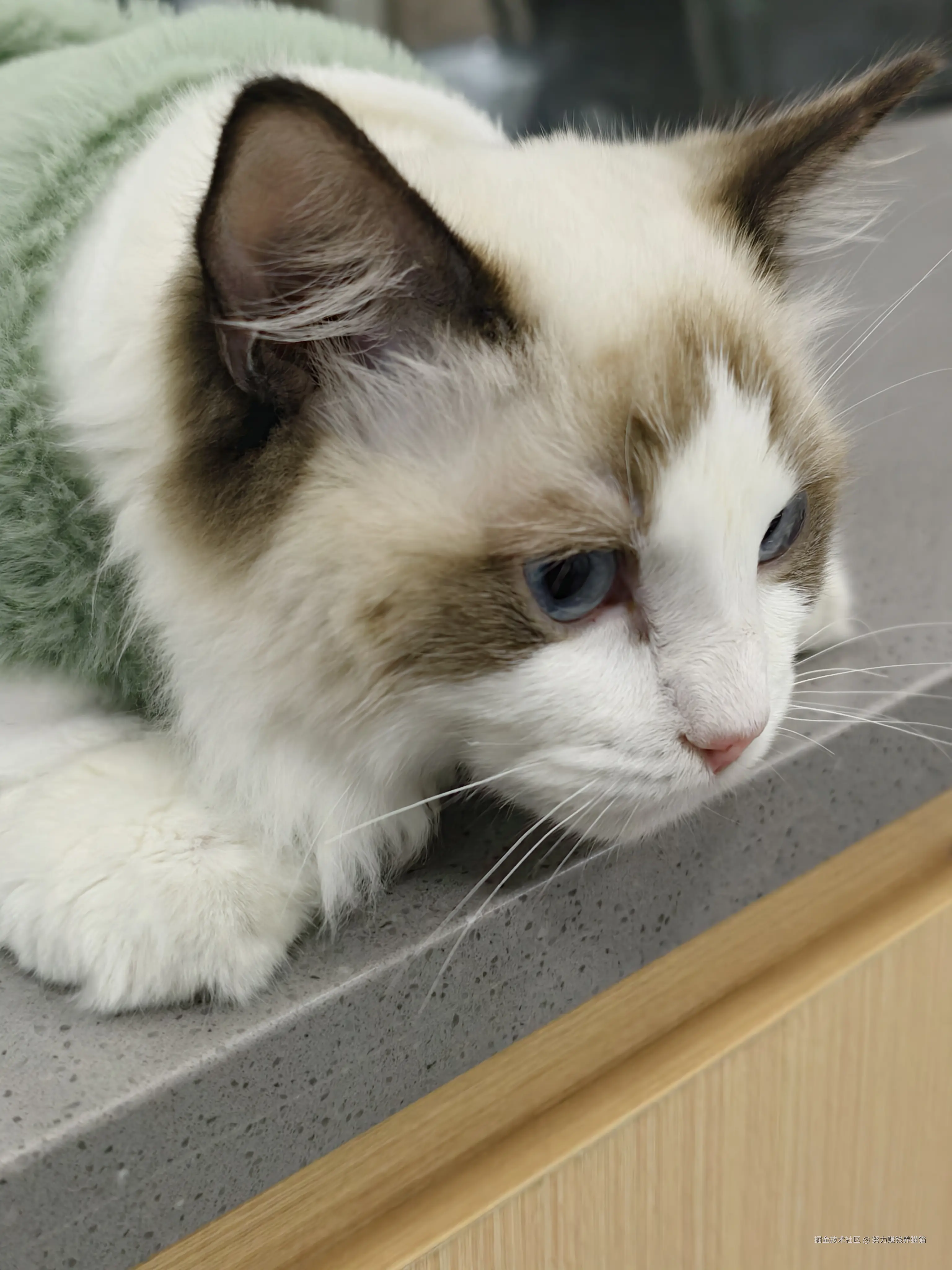 努力赚钱养猫猫于2024-12-09 06:28发布的图片