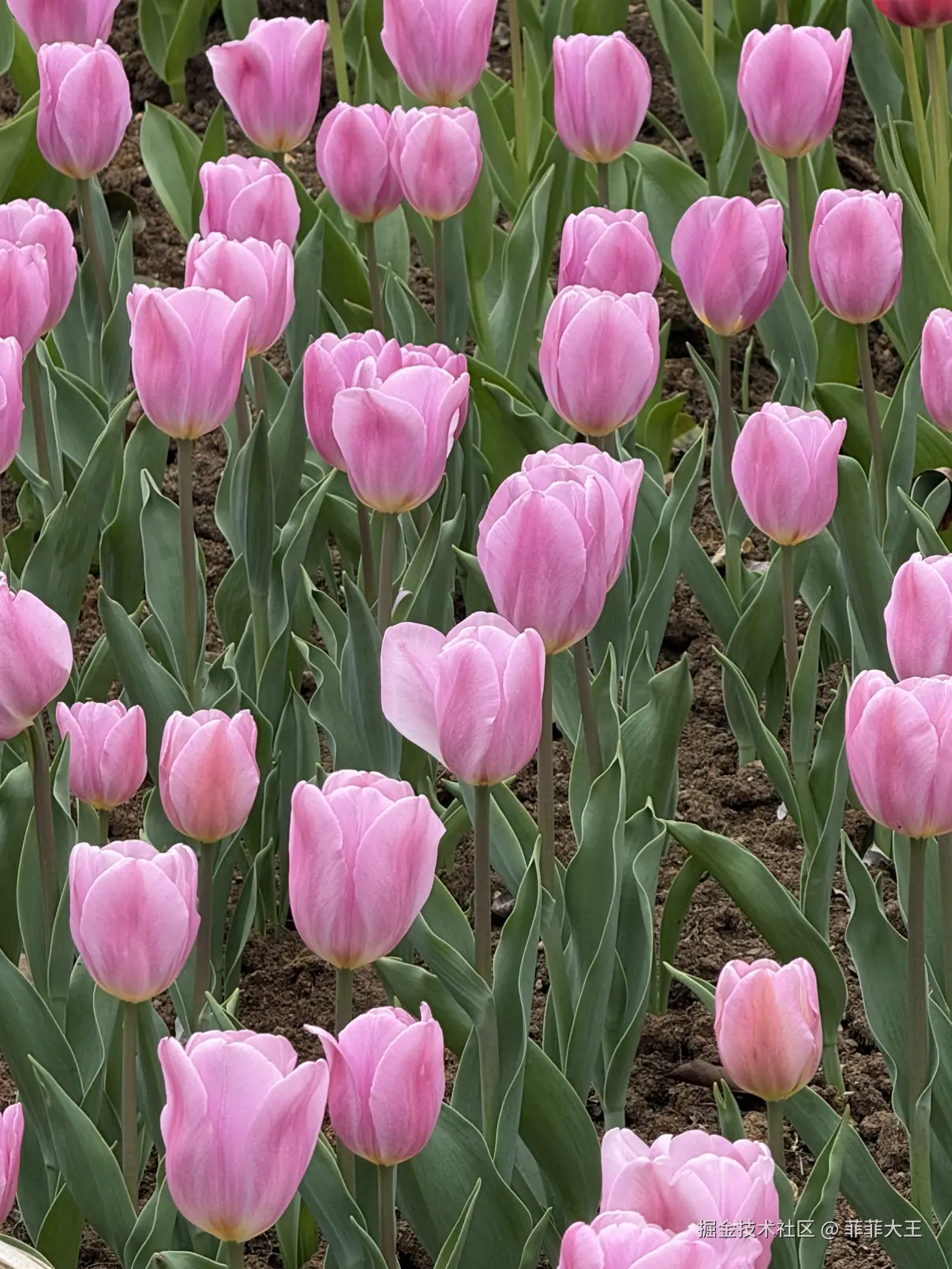 菲菲大王于2026-03-09 10:13发布的图片