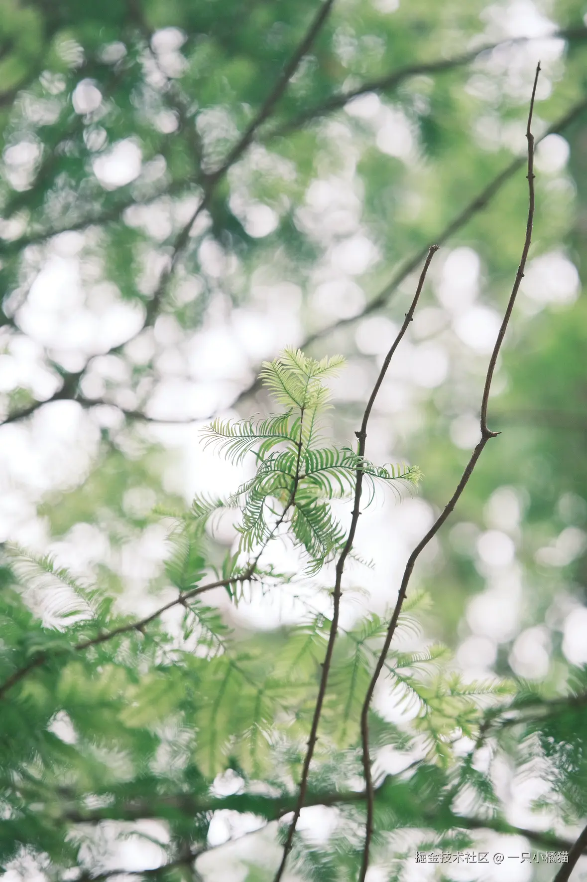 一只小橘猫于2025-06-01 10:42发布的图片