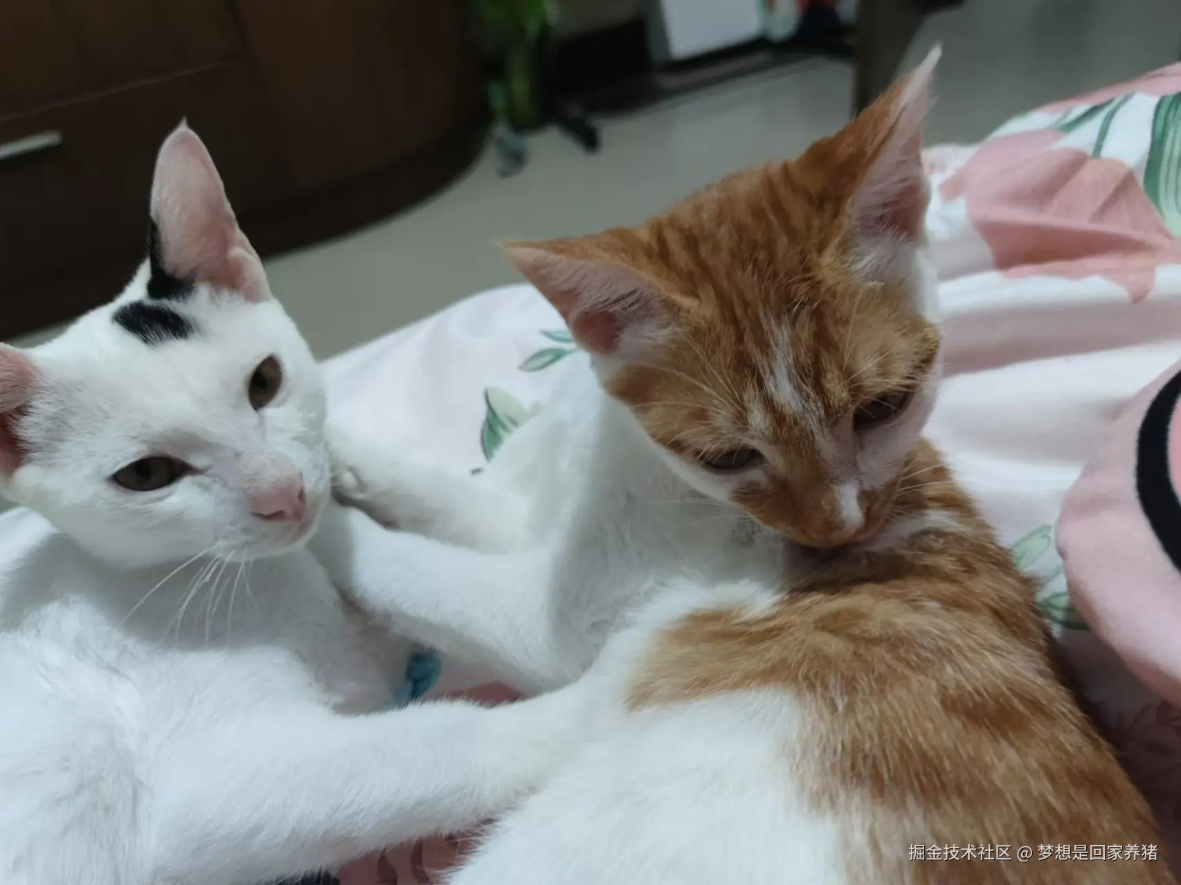 梦想是回家养猪于2024-11-19 16:57发布的图片