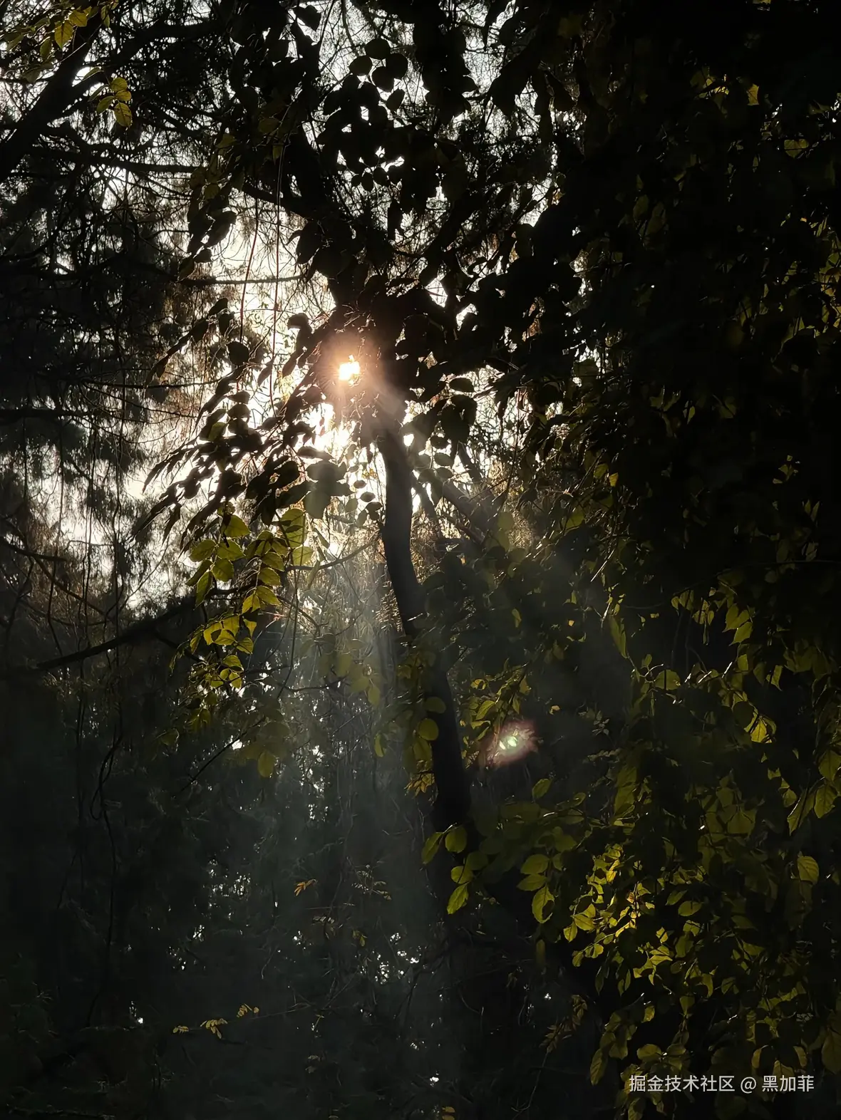 黑加菲于2024-11-30 10:36发布的图片