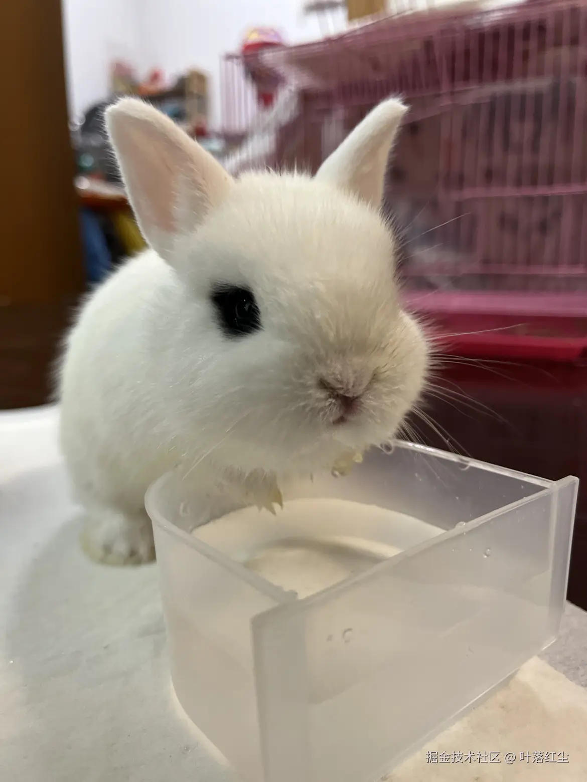 叶落红尘于2024-11-01 09:53发布的图片