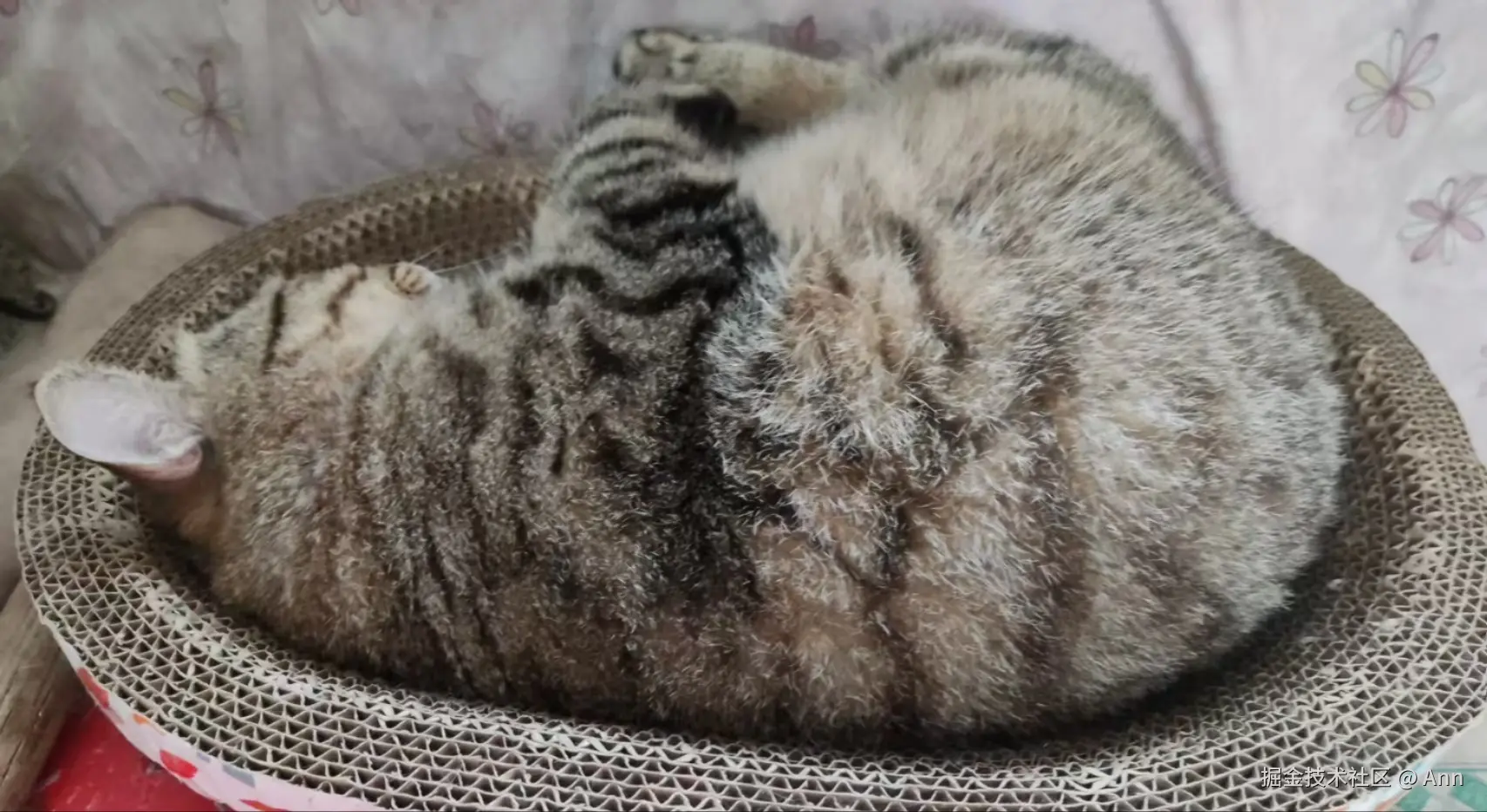 Ann于2024-09-02 12:11发布的图片