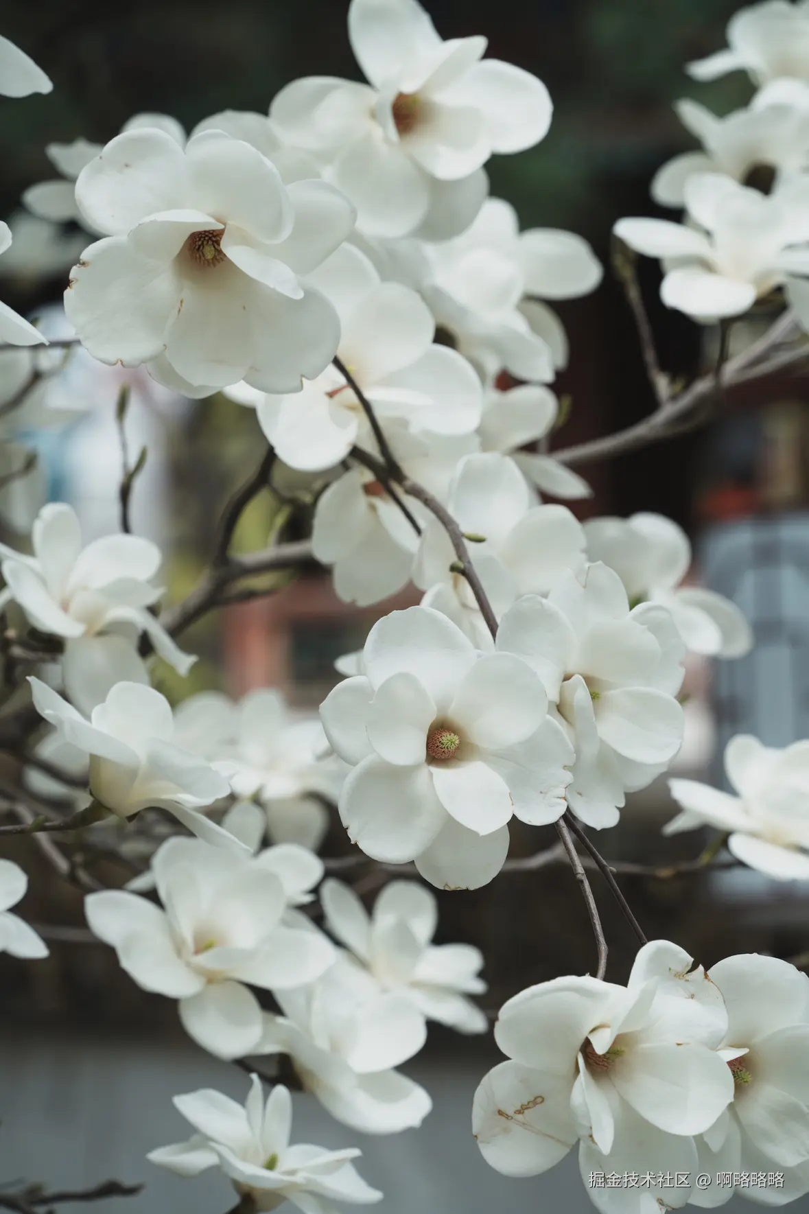 啊略略略于2025-03-24 10:24发布的图片