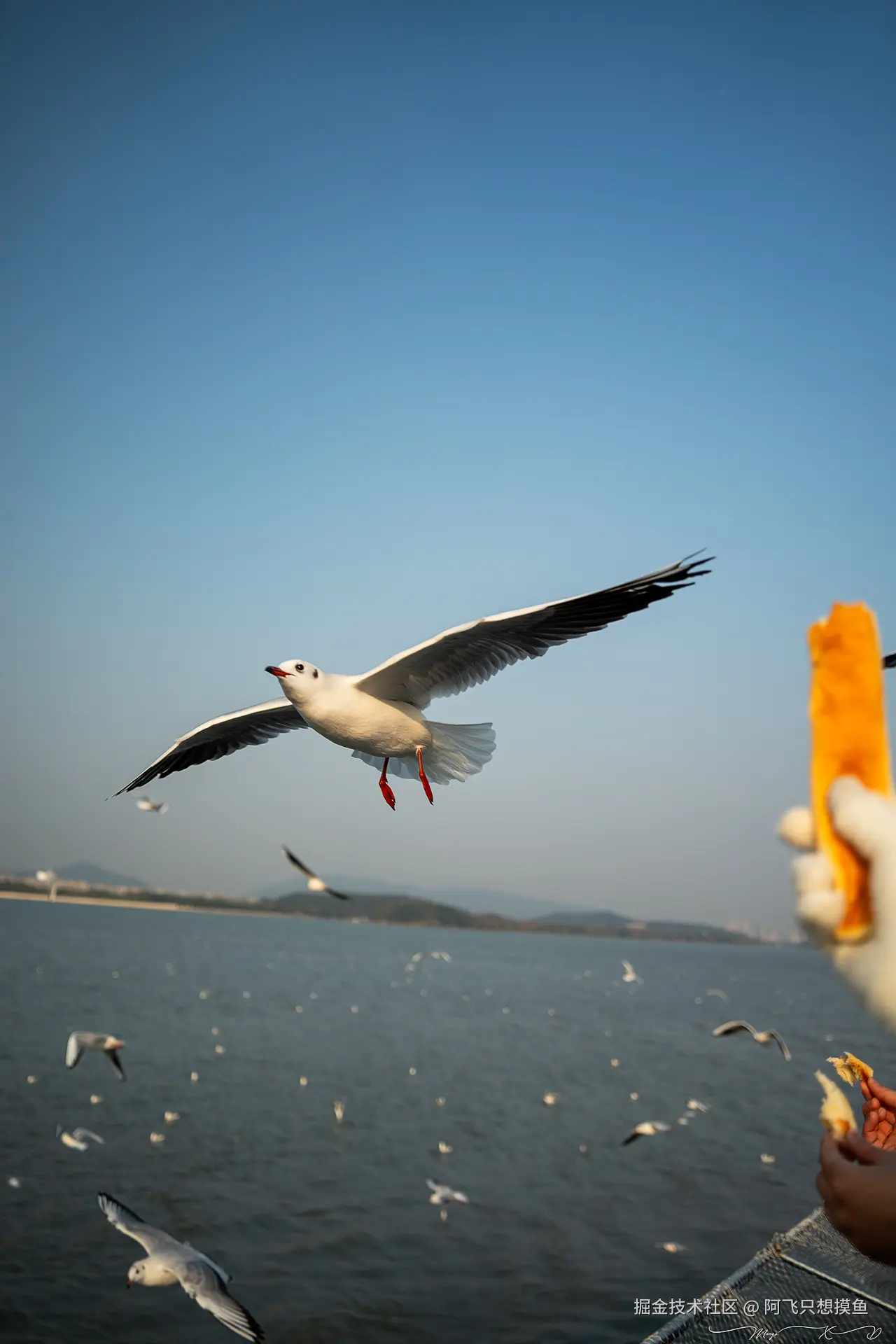 阿飞只想摸鱼于2024-12-20 02:23发布的图片