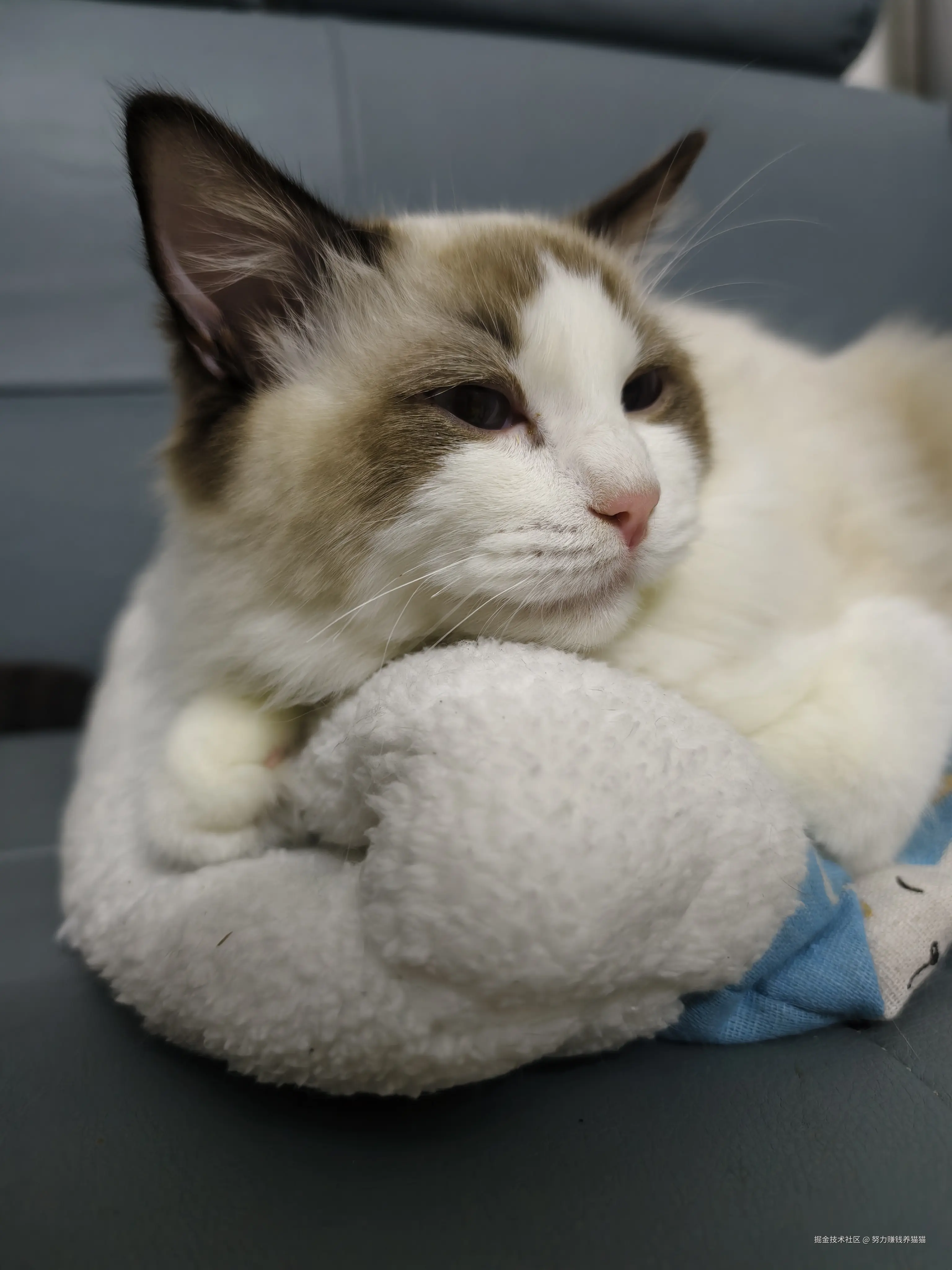 努力赚钱养猫猫于2025-01-06 10:33发布的图片