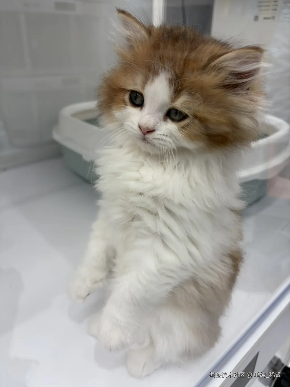 单纯_稀饭于2026-03-11 07:18发布的图片