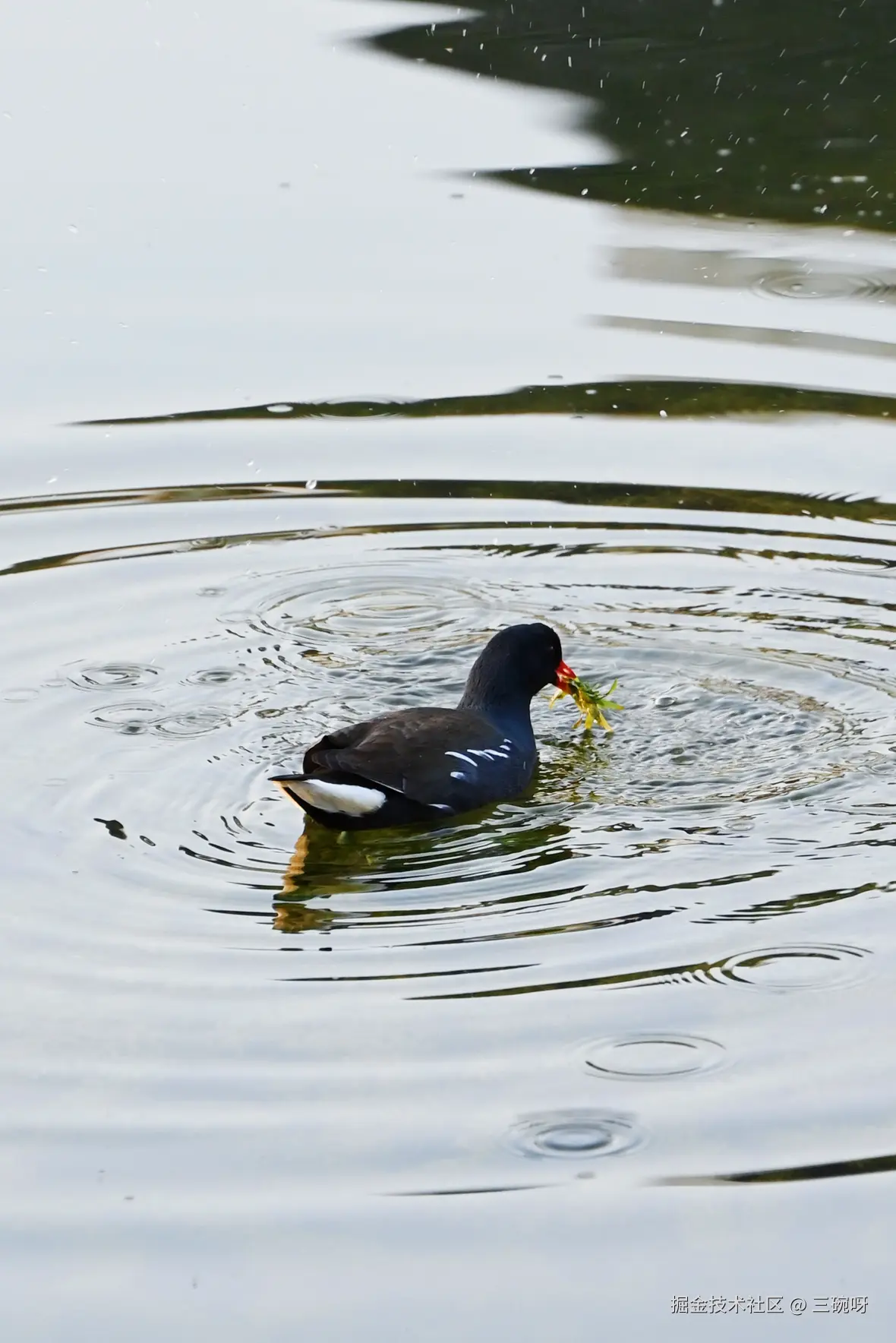 三碗呀于2025-01-20 10:20发布的图片