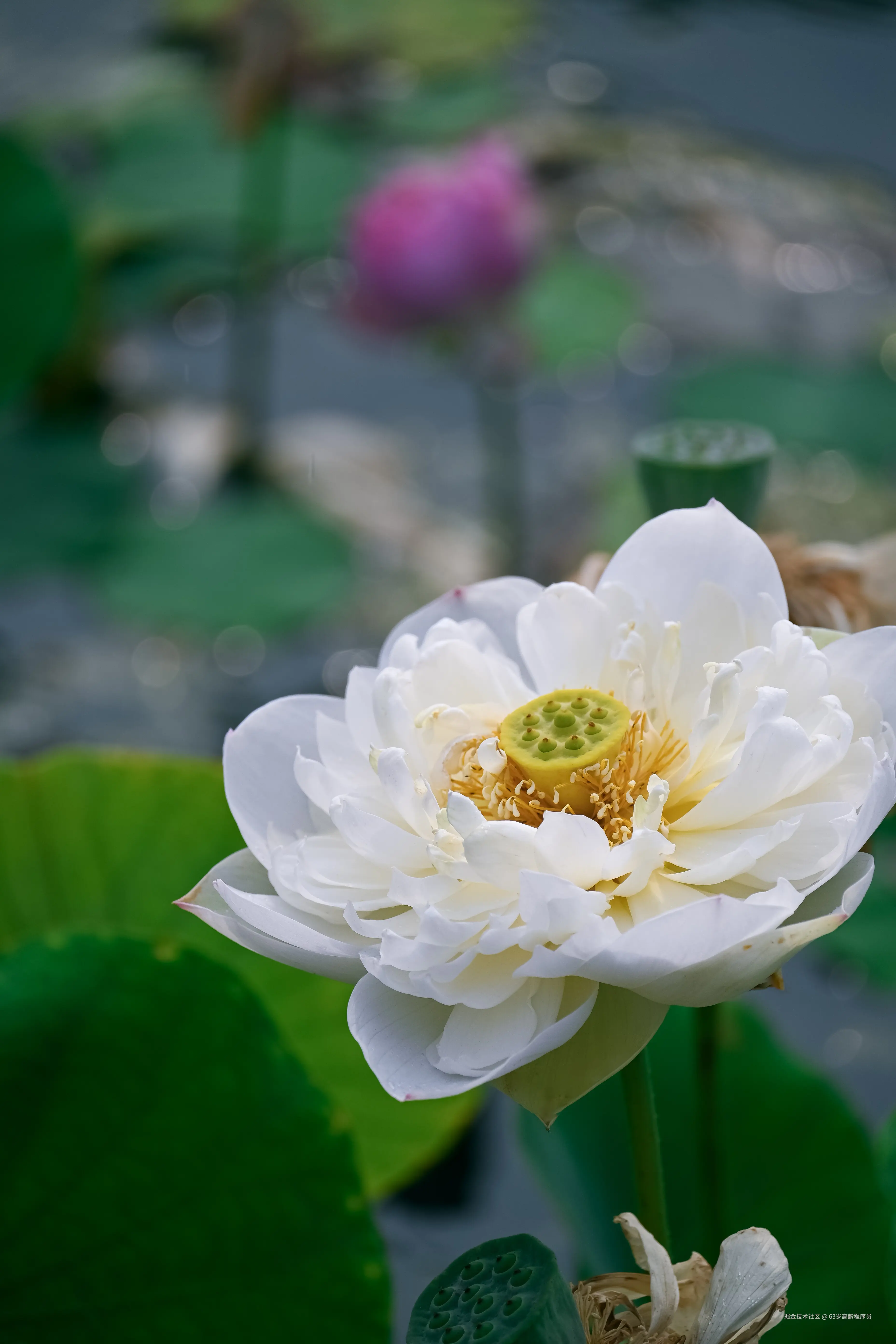 63岁高龄程序员于2025-06-30 16:37发布的图片