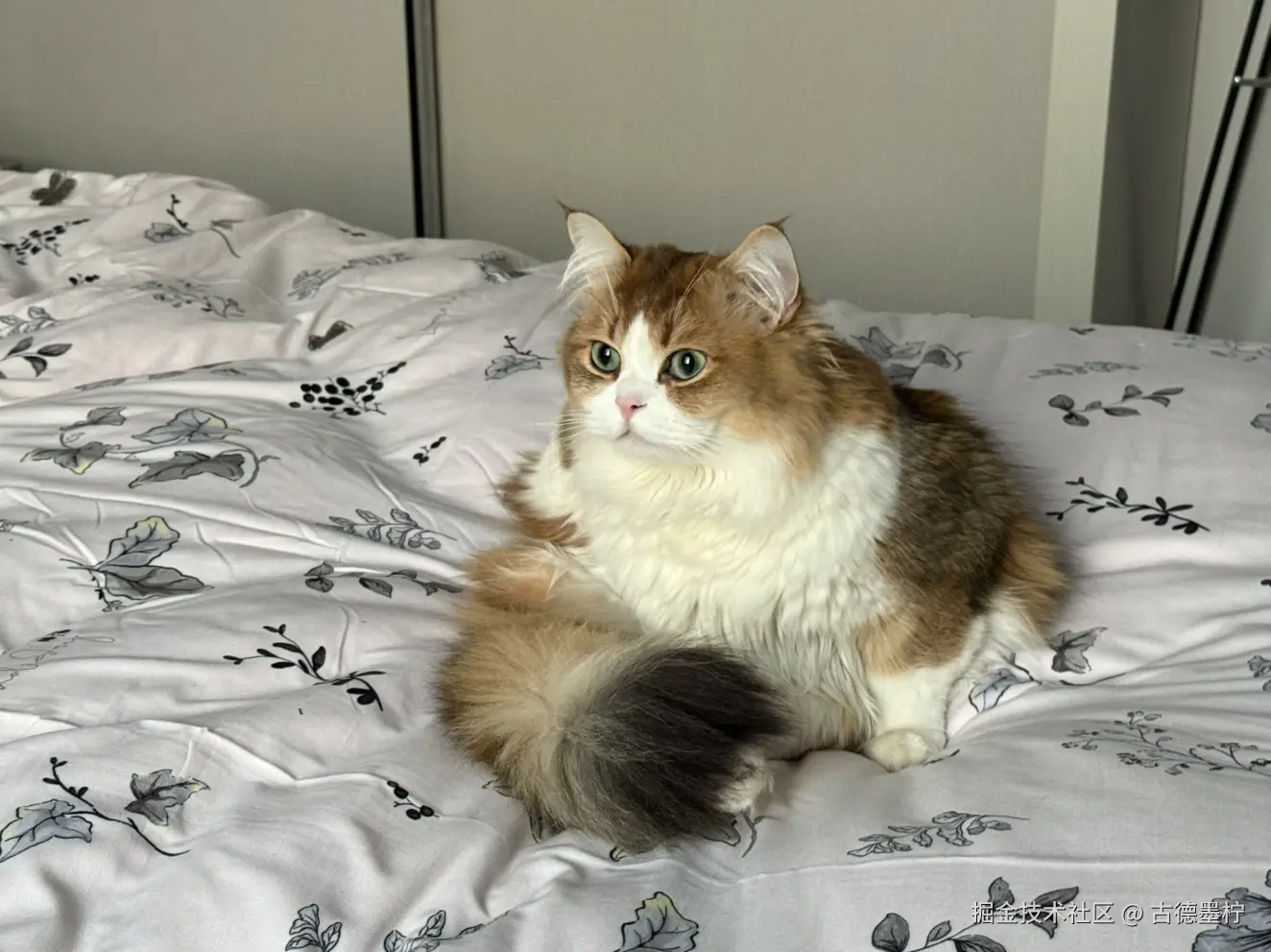 古德墨柠于2026-02-24 16:33发布的图片