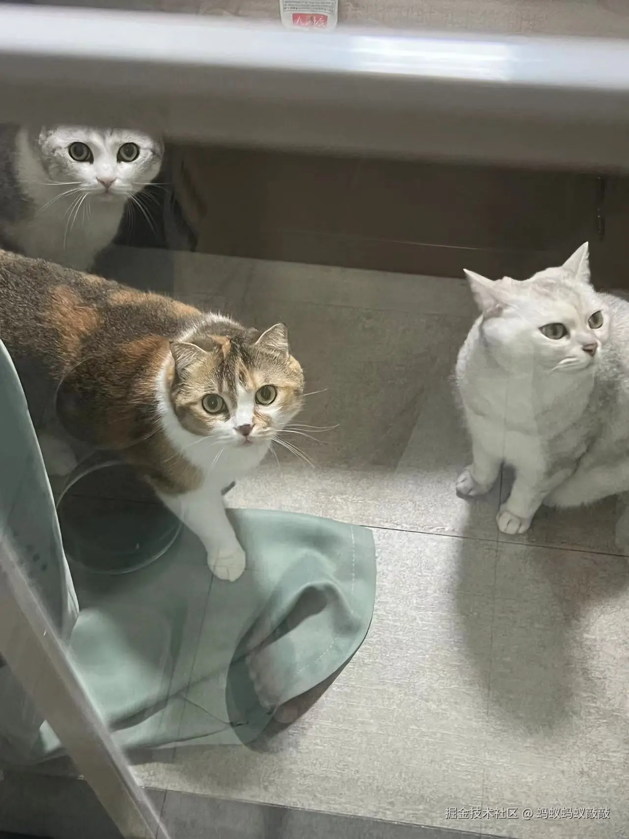 蚂蚁蚂蚁敲敲于2024-09-06 11:53发布的图片