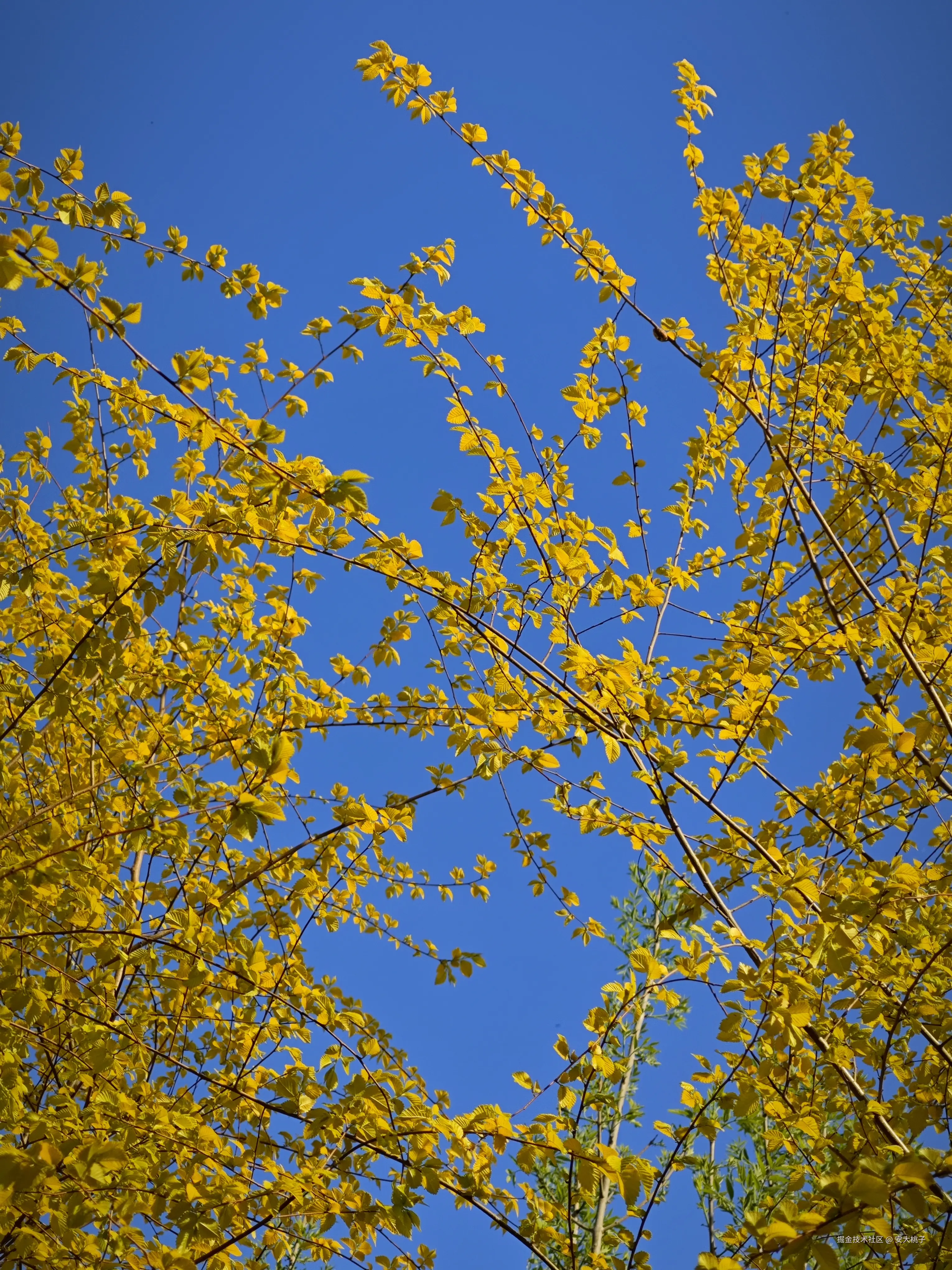 安大桃子于2026-04-12 13:30发布的图片