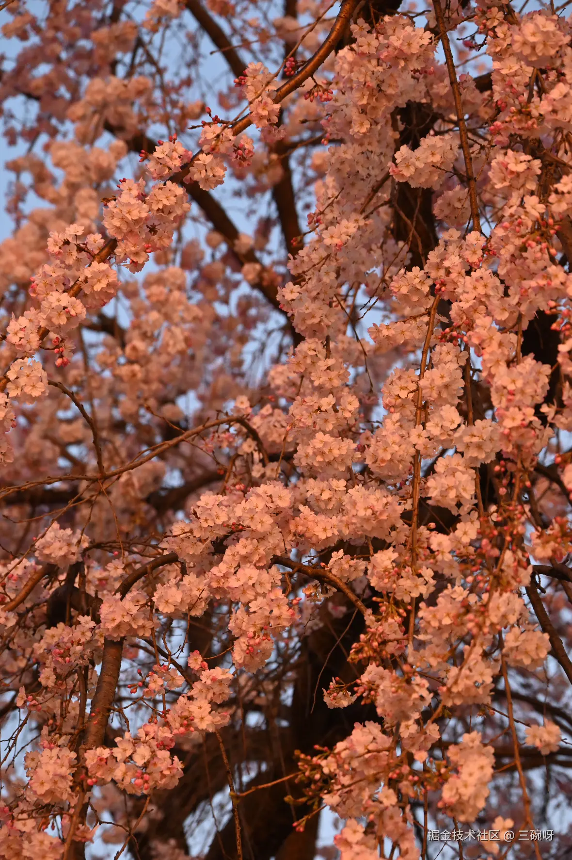 三碗呀于2025-04-02 11:03发布的图片