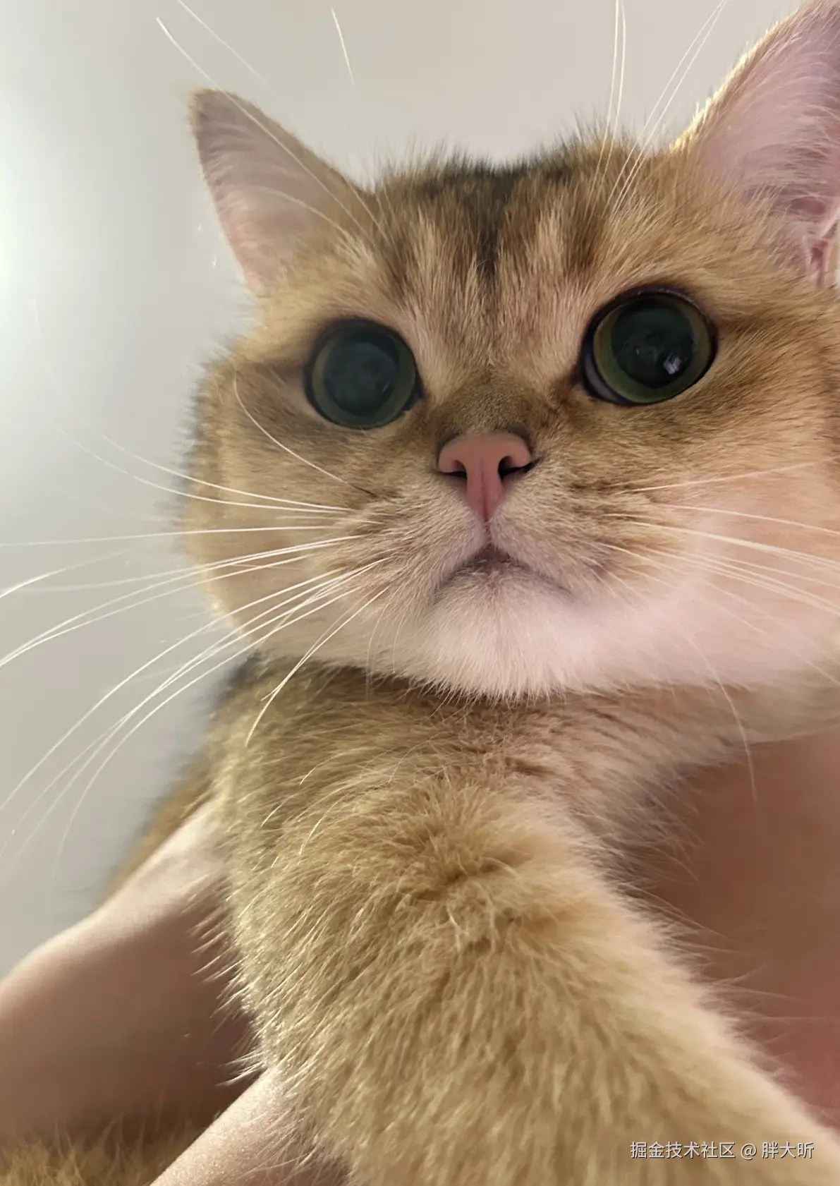 胖大昕于2024-09-30 13:42发布的图片