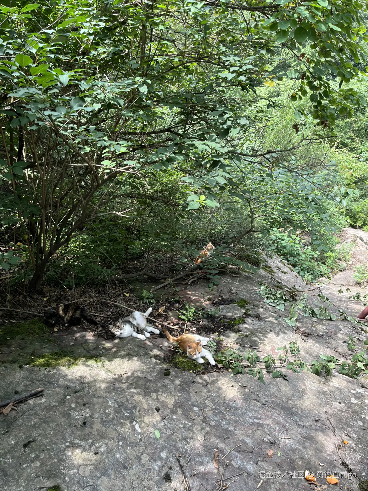 勇往直前go于2025-06-30 08:58发布的图片