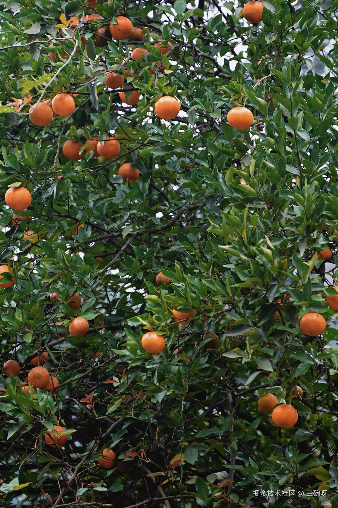 三碗呀于2025-12-01 09:17发布的图片