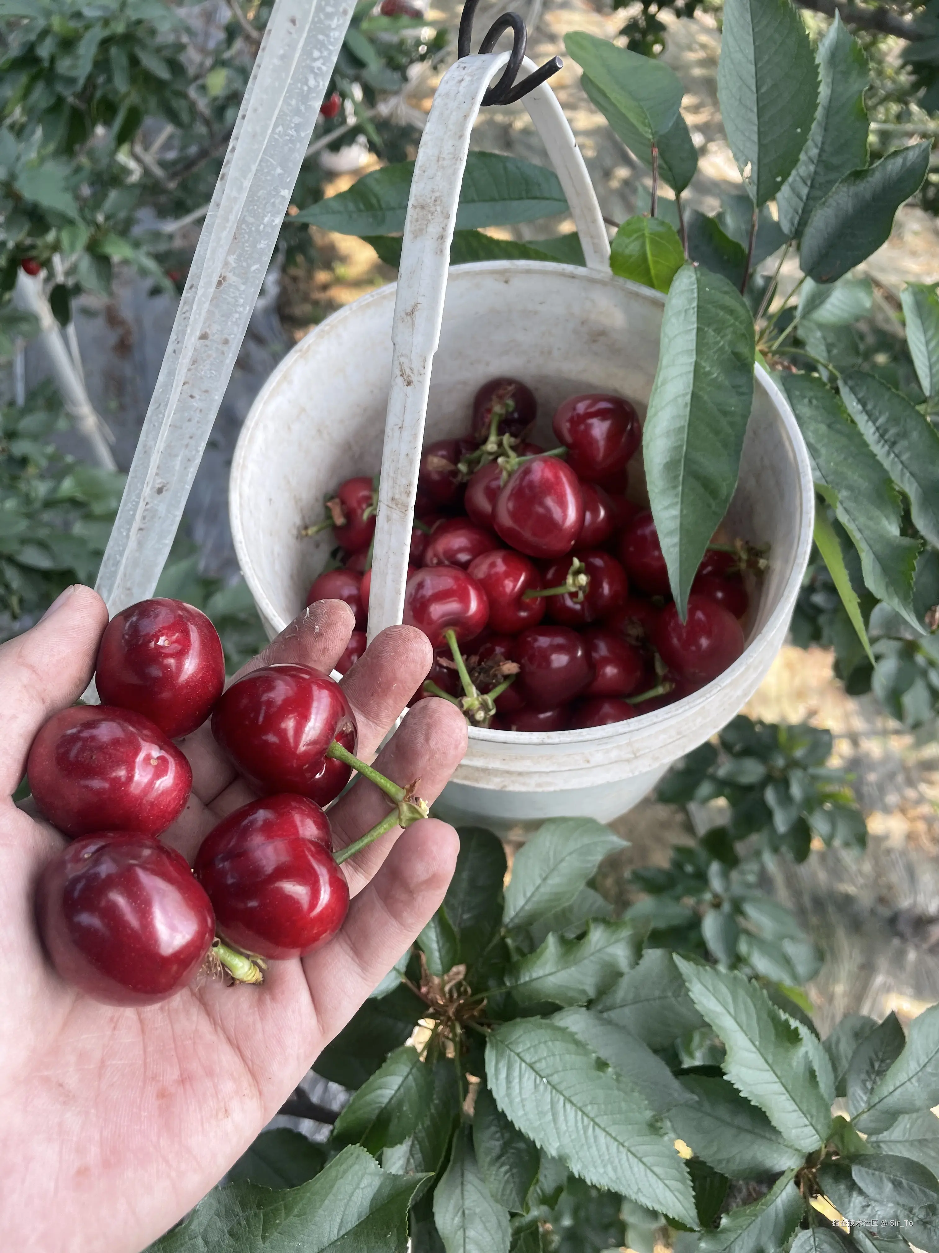 Sir_To于2026-04-06 11:49发布的图片