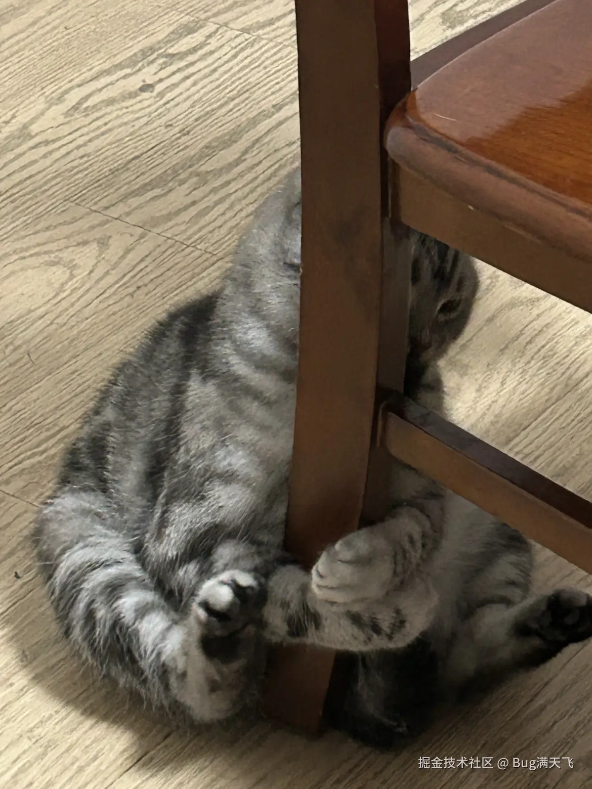 Bug满天飞于2024-09-21 08:05发布的图片