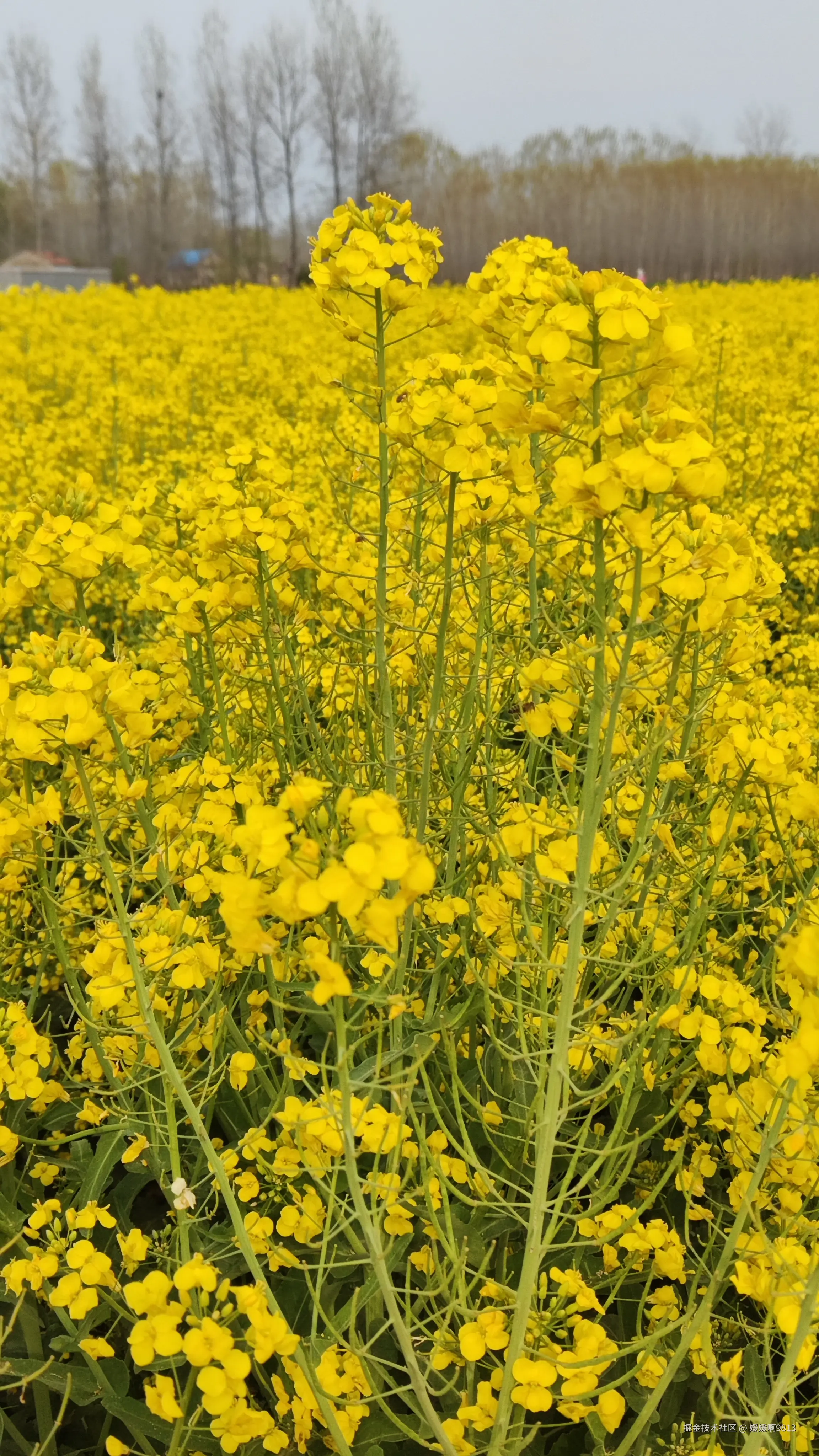 媛媛啊9813于2025-04-01 13:59发布的图片