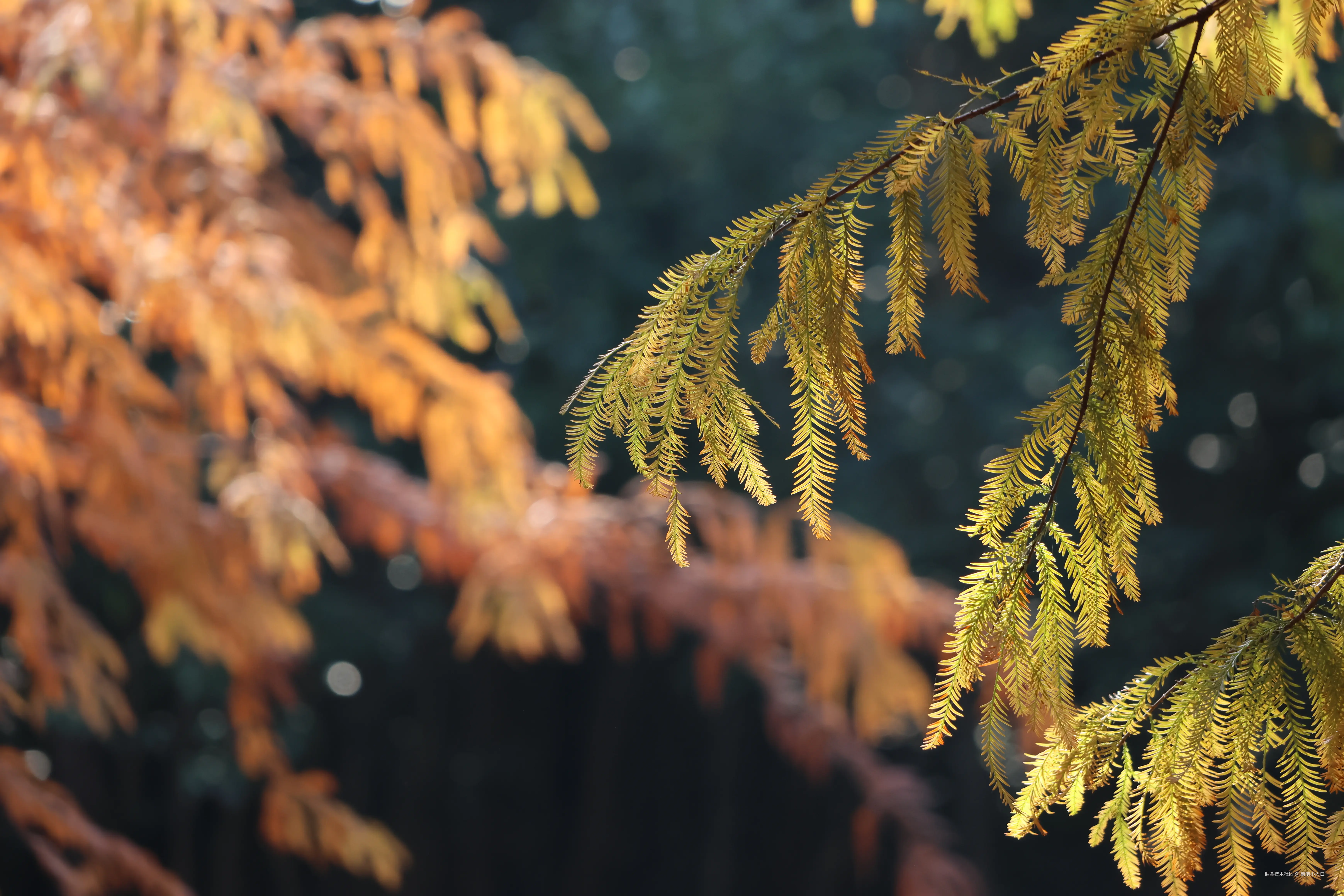 前端小大白于2025-01-09 14:38发布的图片