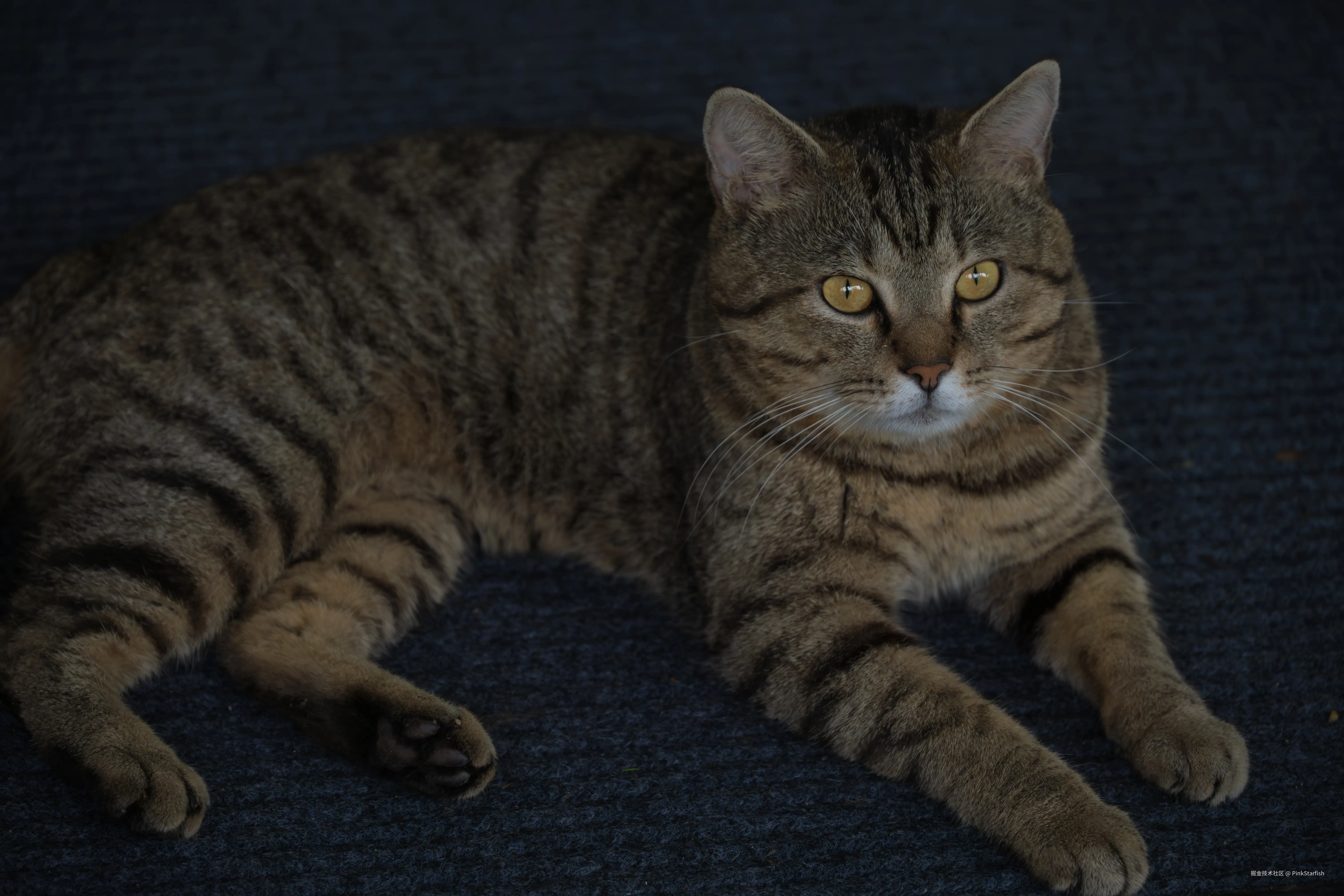 PinkStarfish于2025-07-09 14:25发布的图片