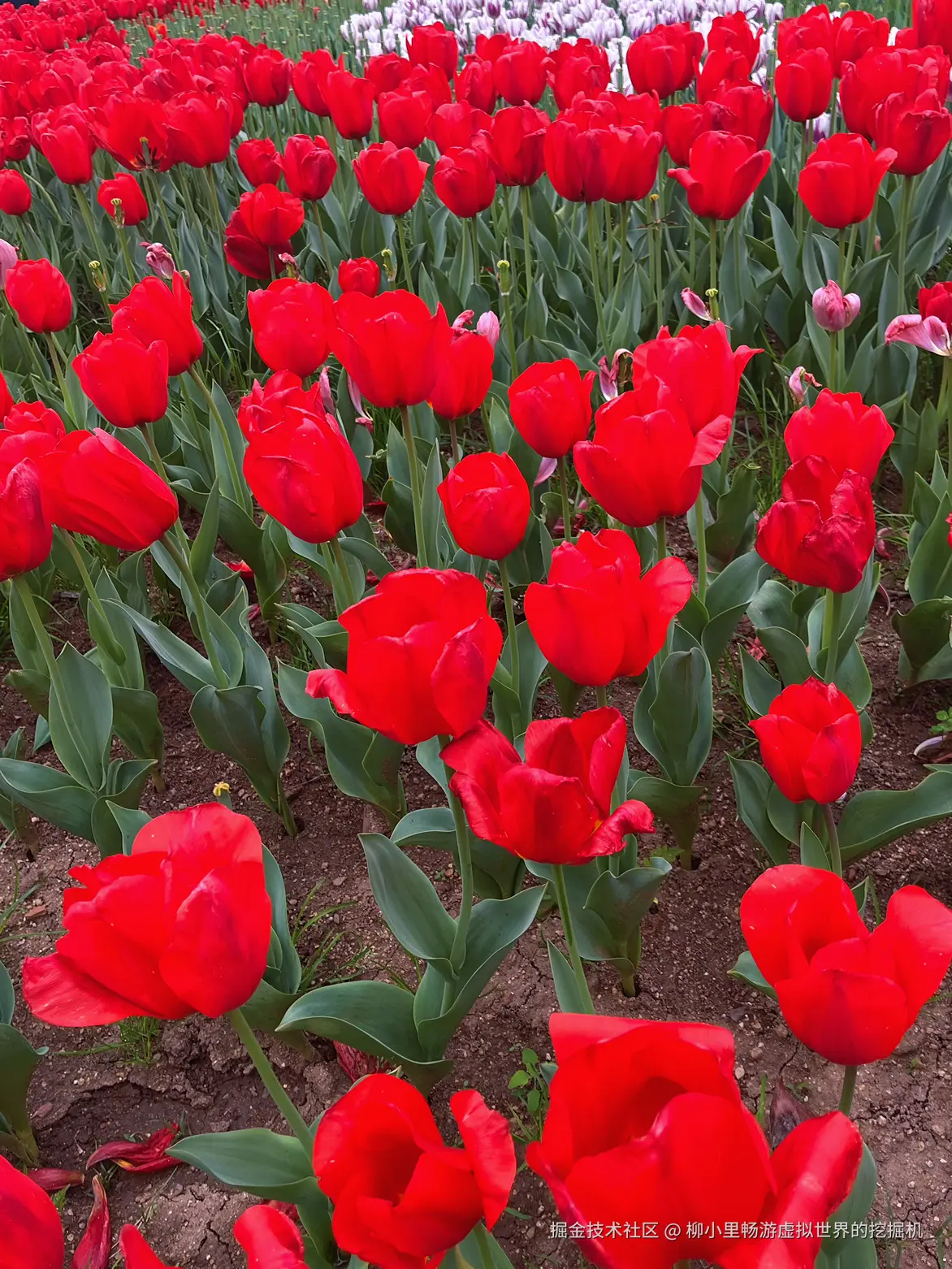 柳小里畅游虚拟世界的挖掘机于2026-04-01 17:11发布的图片