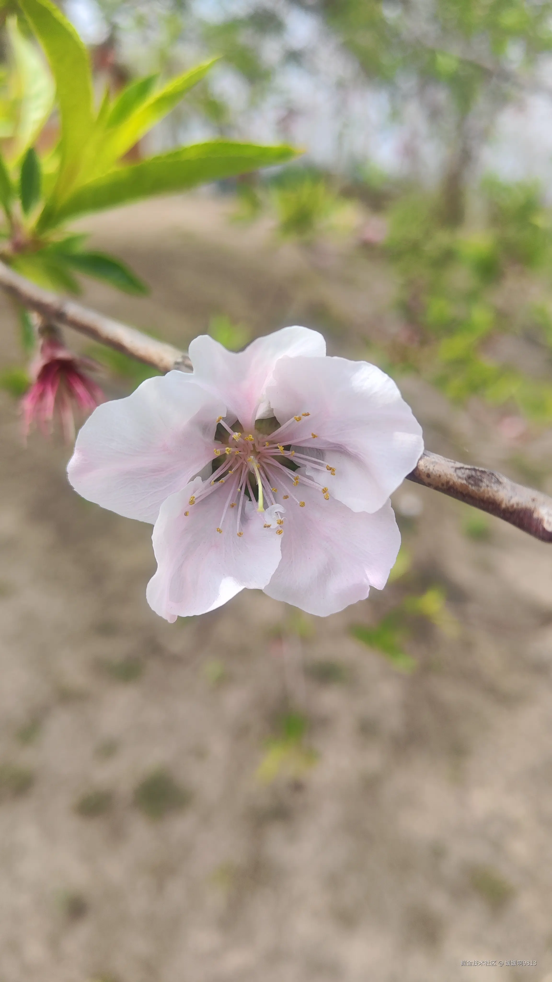 媛媛啊9813于2025-04-01 13:59发布的图片