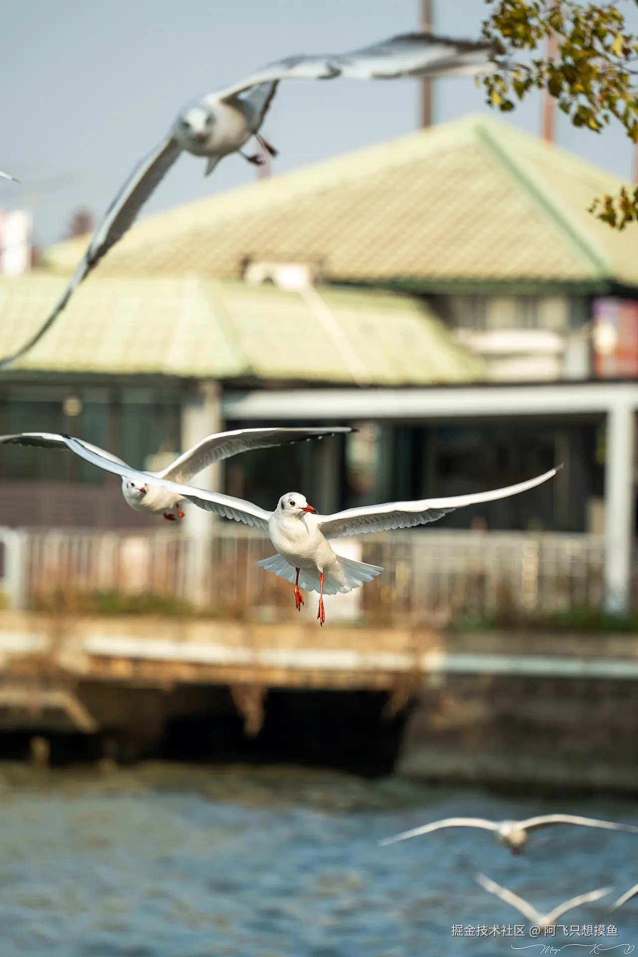 阿飞只想摸鱼于2024-12-20 02:23发布的图片