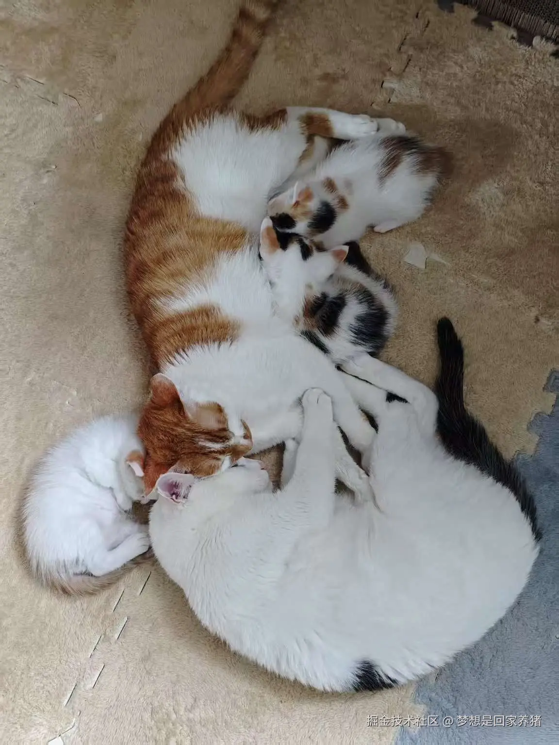 梦想是回家养猪于2025-04-29 11:08发布的图片