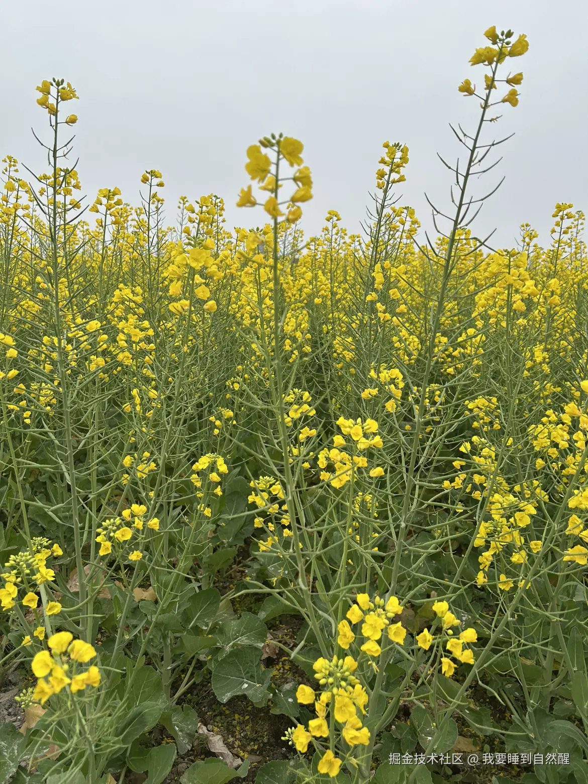 我要睡到自然醒于2026-02-17 17:43发布的图片