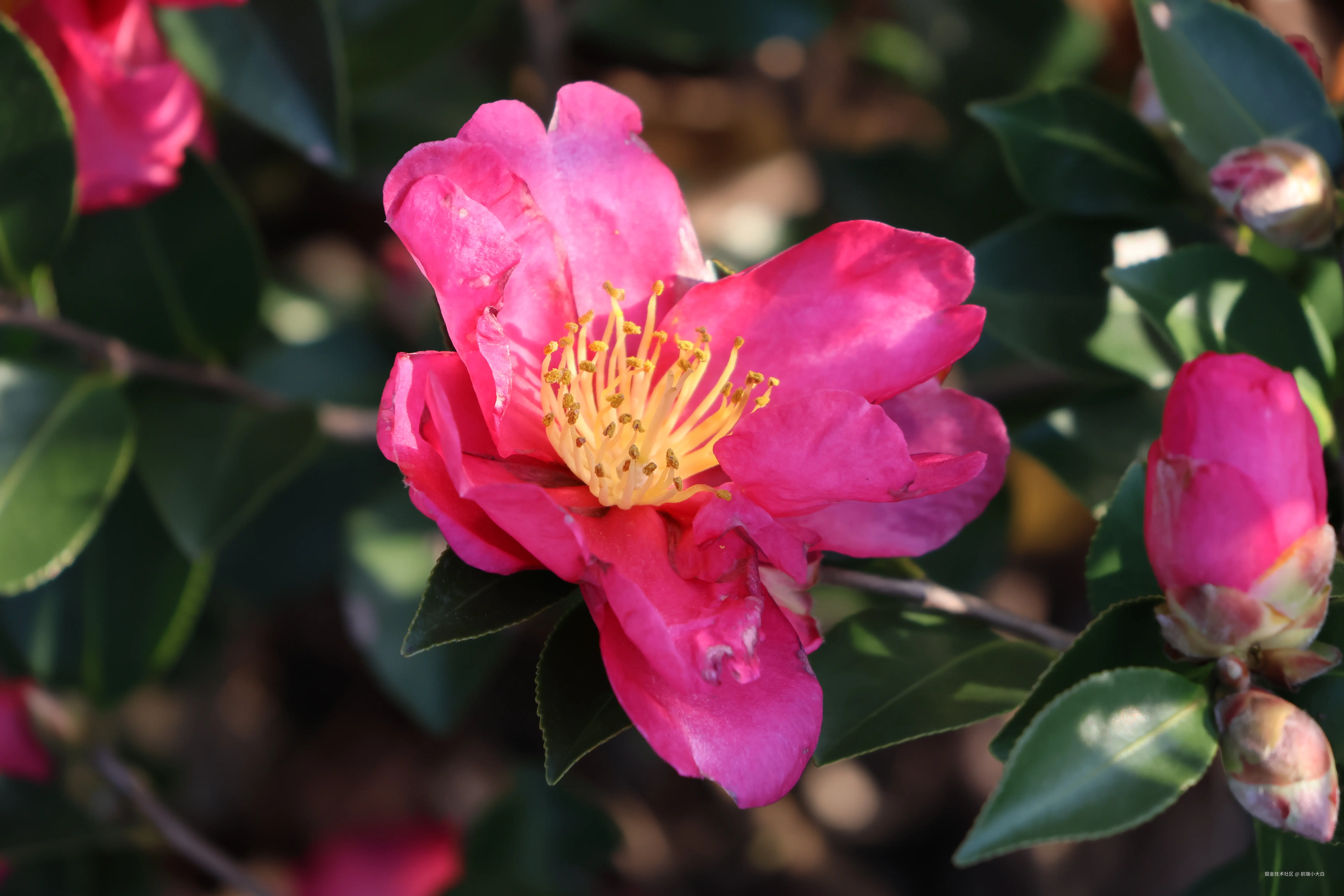 前端小大白于2025-01-09 14:38发布的图片